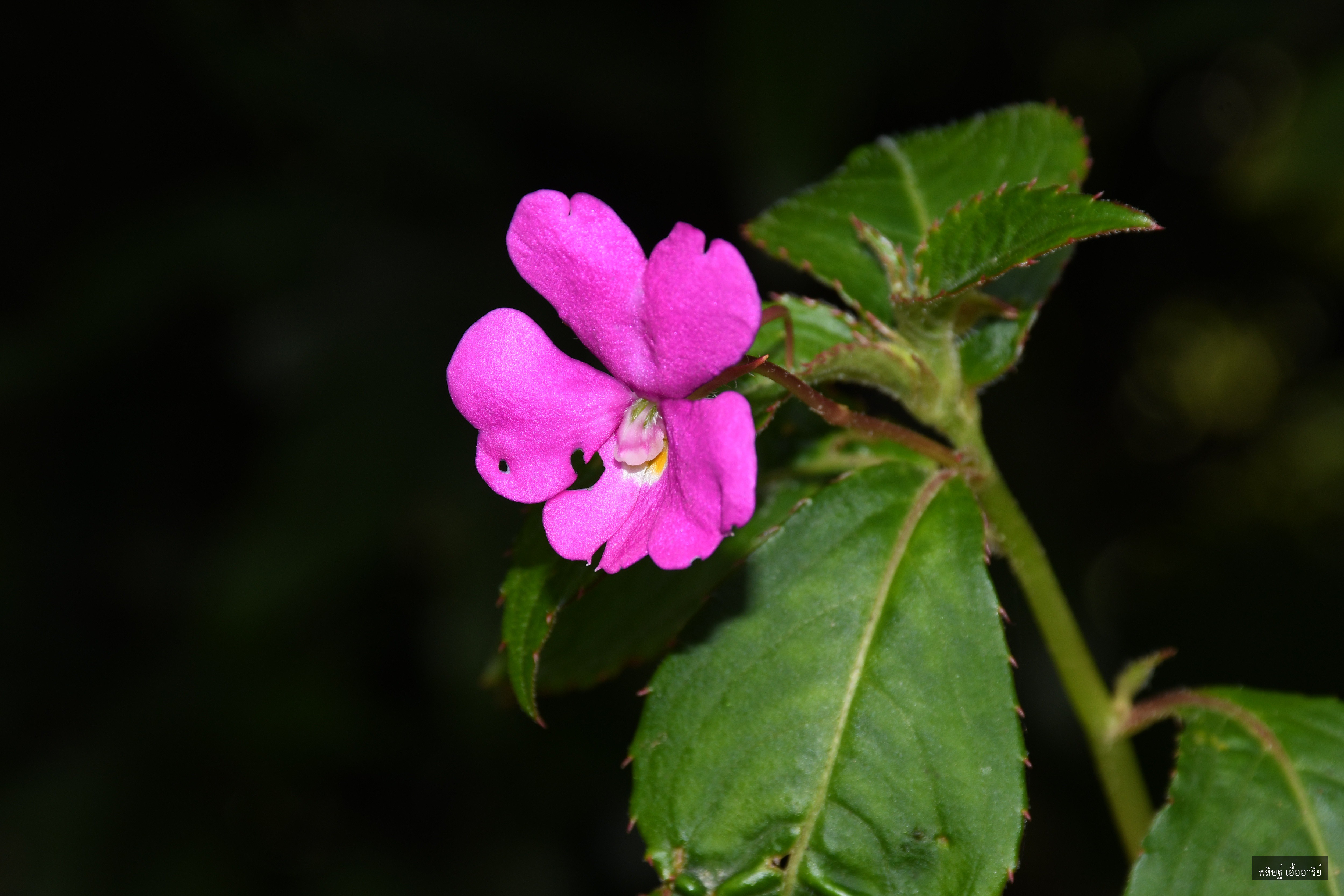 Impatiens phuluangensis