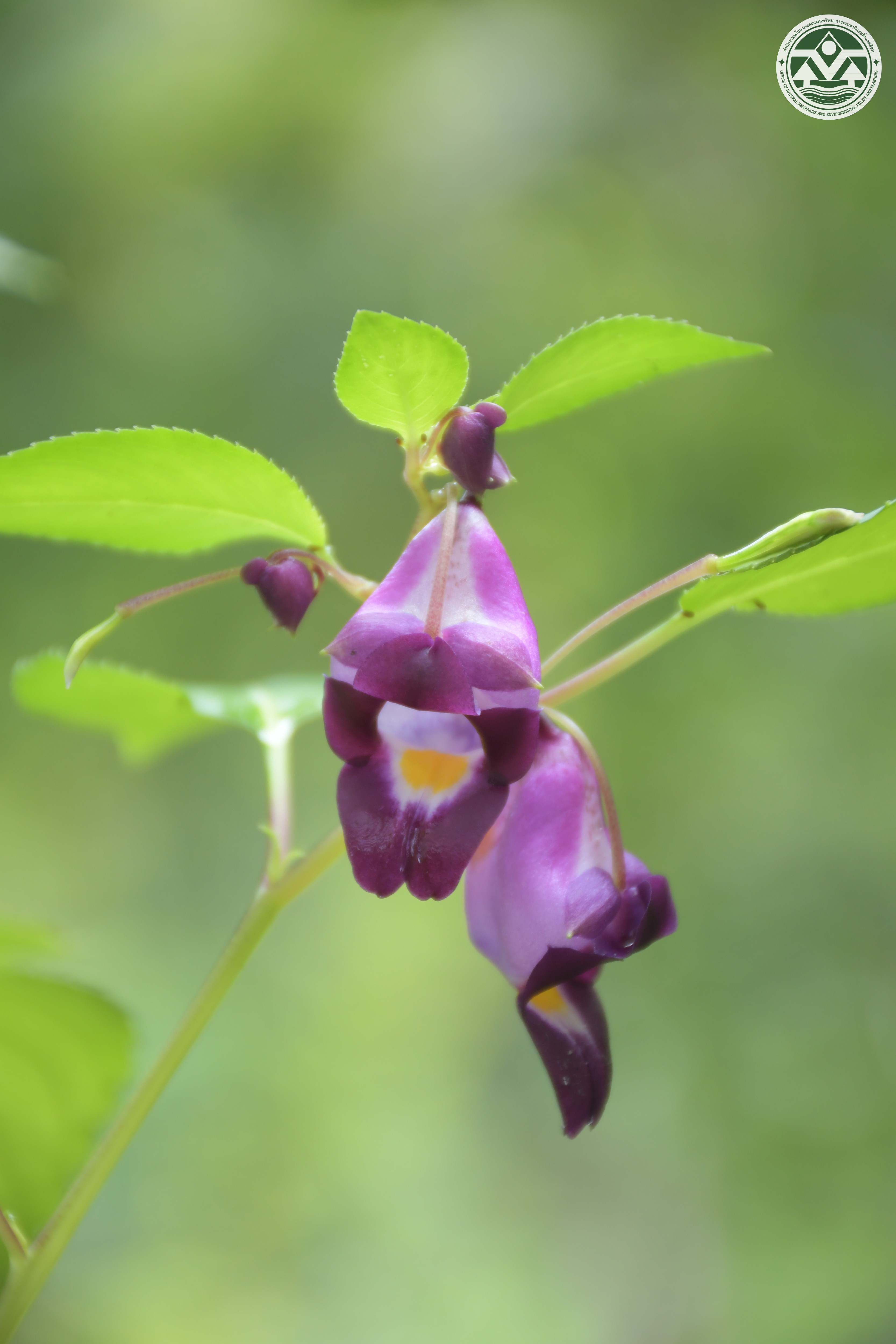 Impatiens hongsonensis