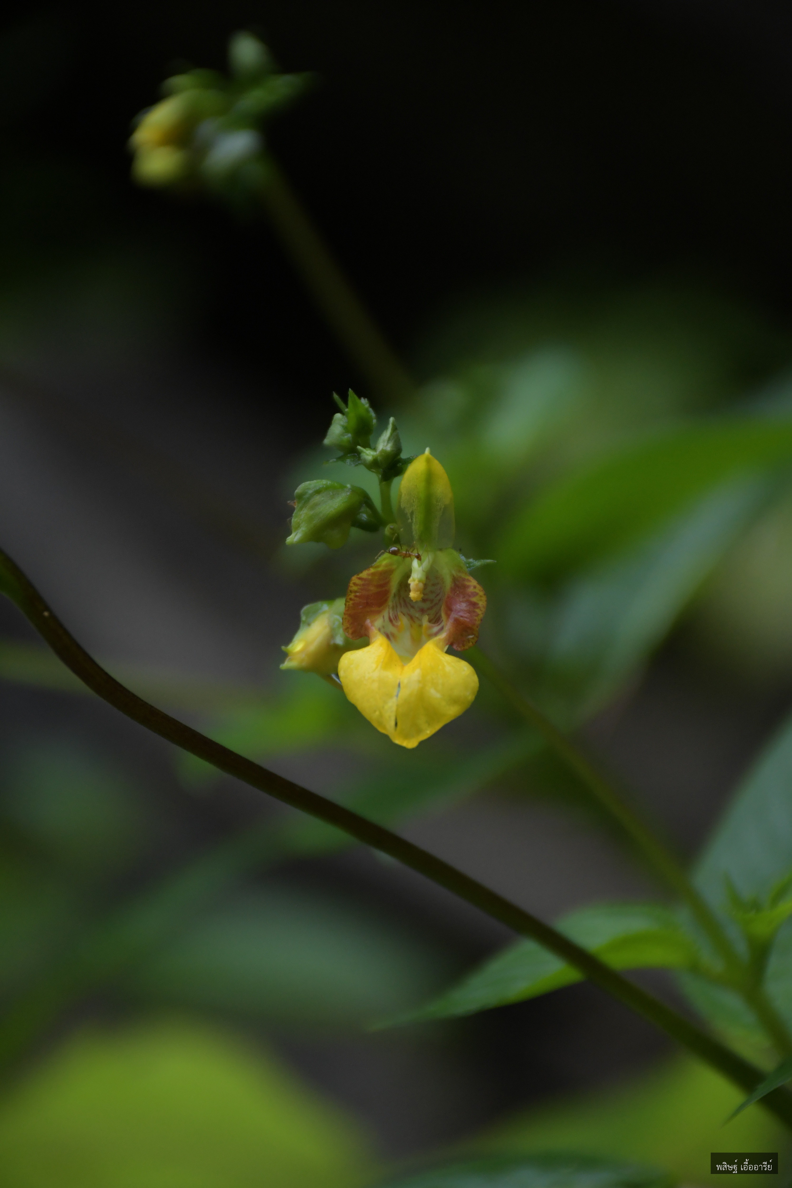 Impatiens tribounii