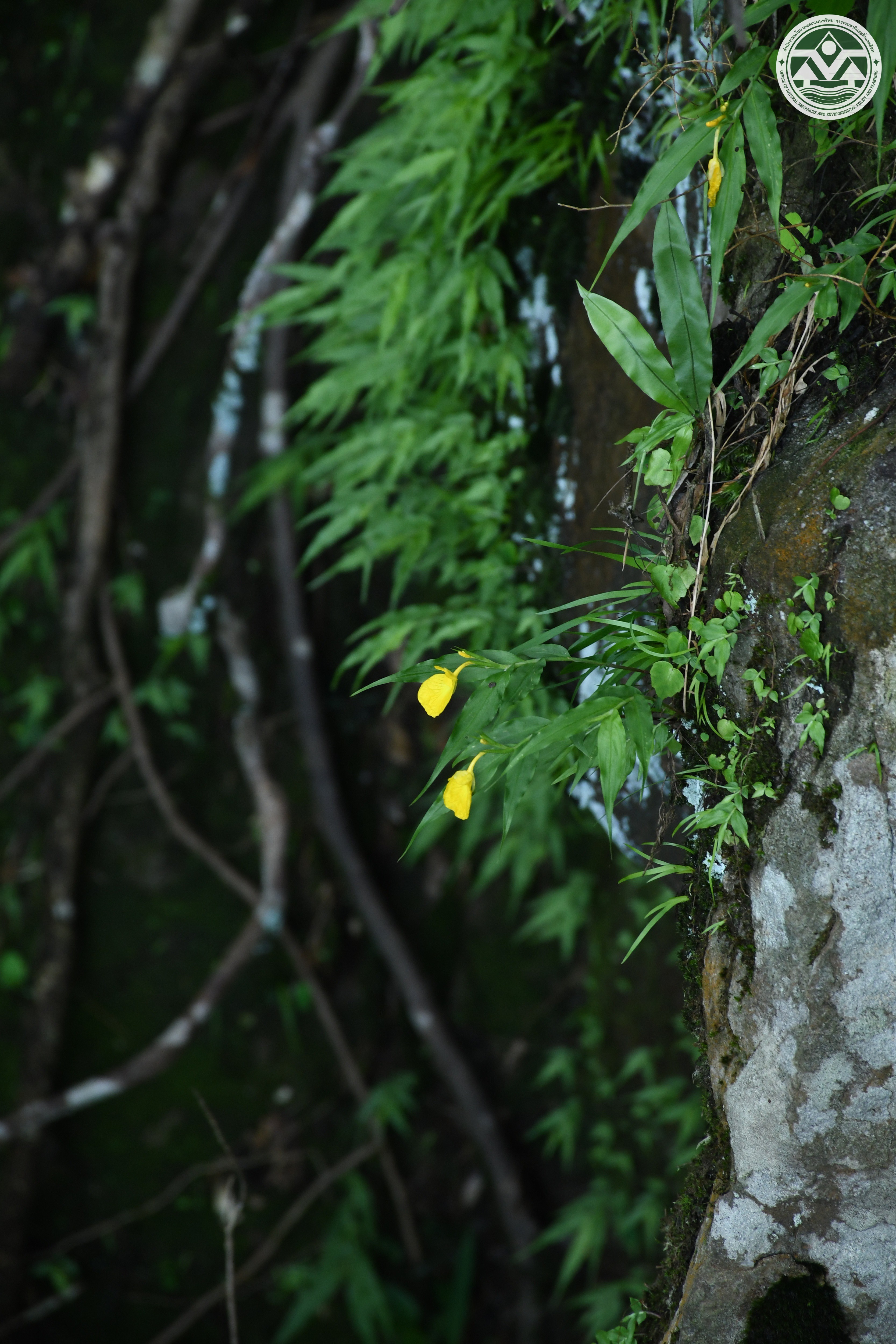 Monolophus coenobialis