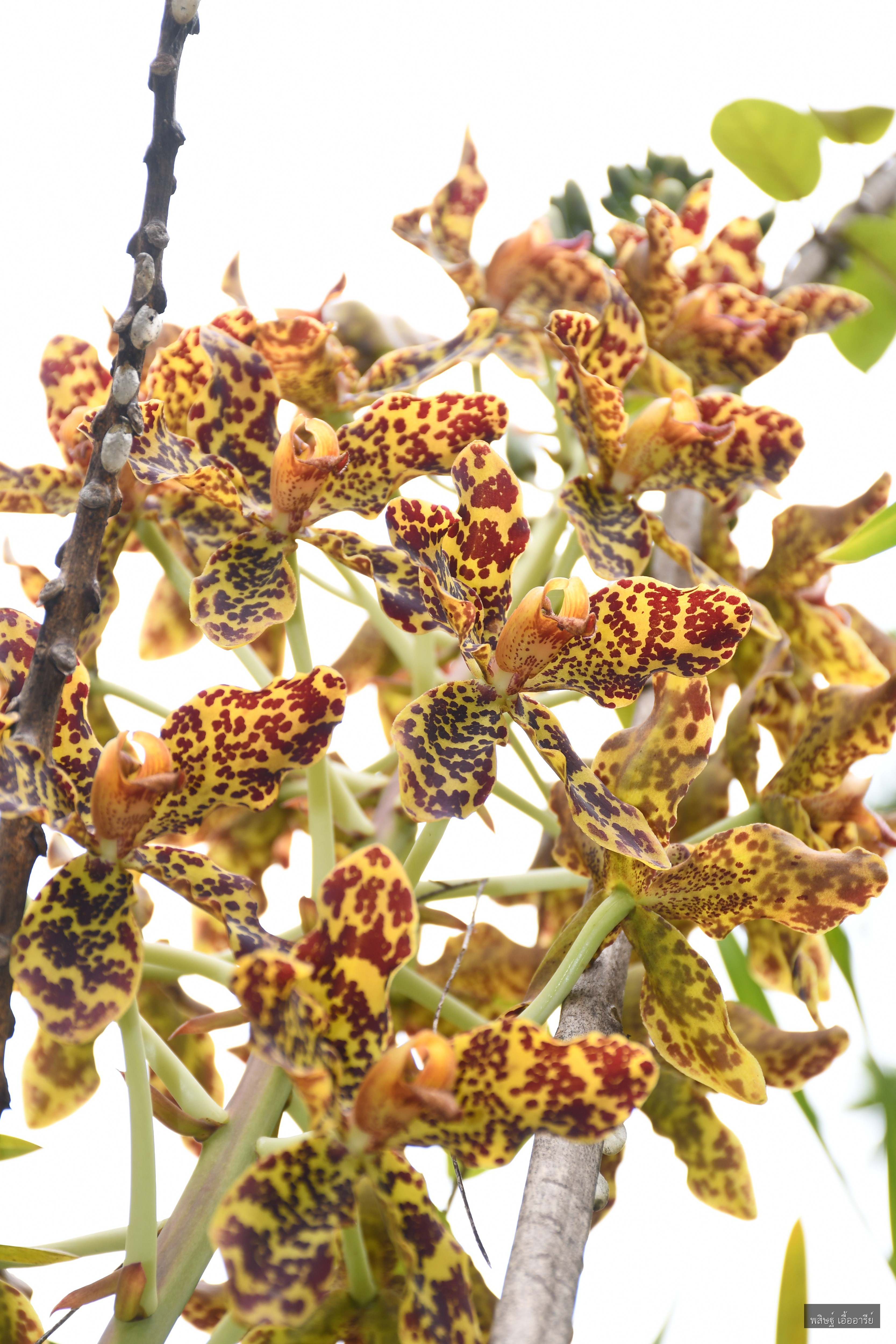 Grammatophyllum speciosum