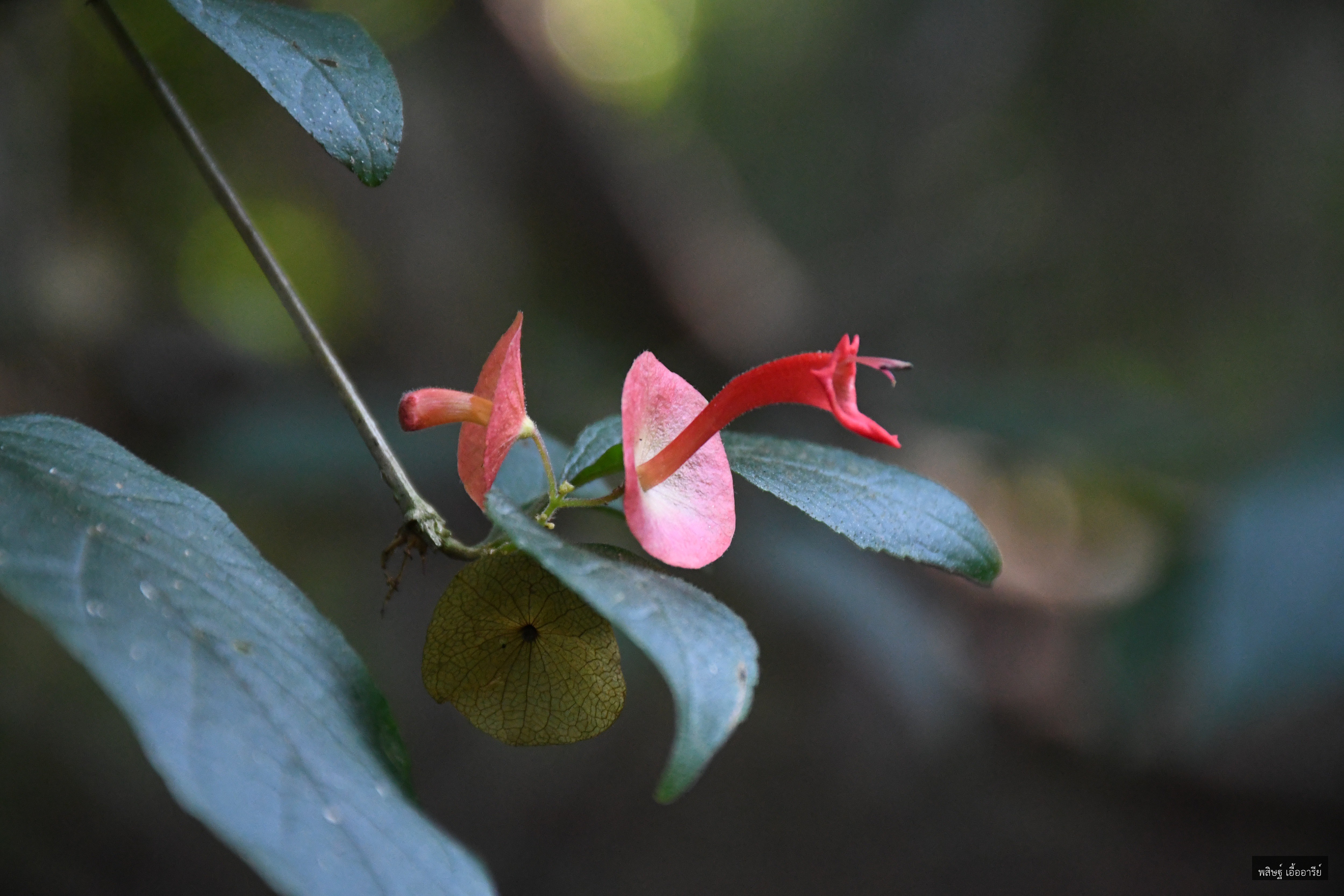 Holmskioldia sanguinea