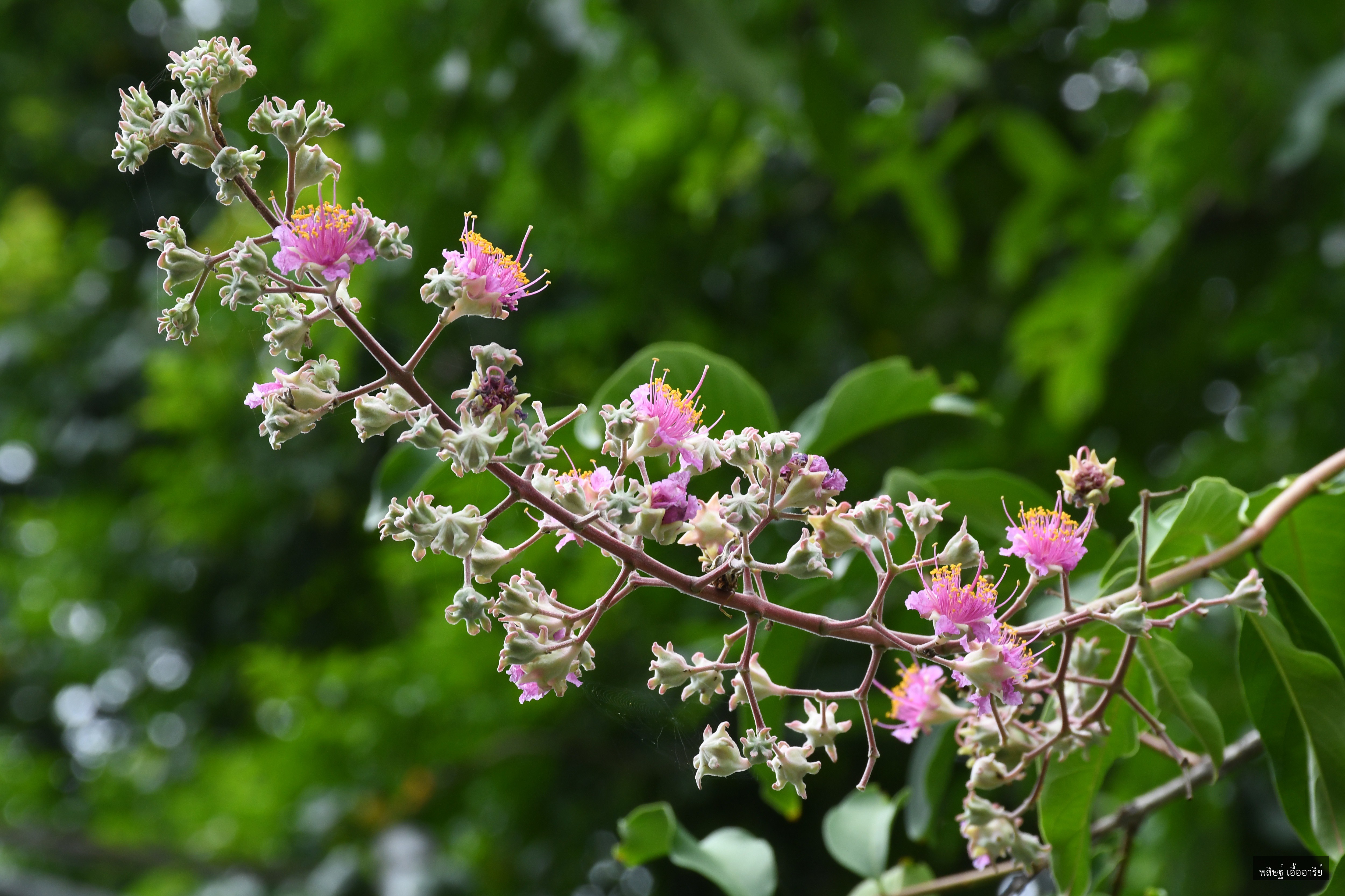 Lagerstroemia venusta