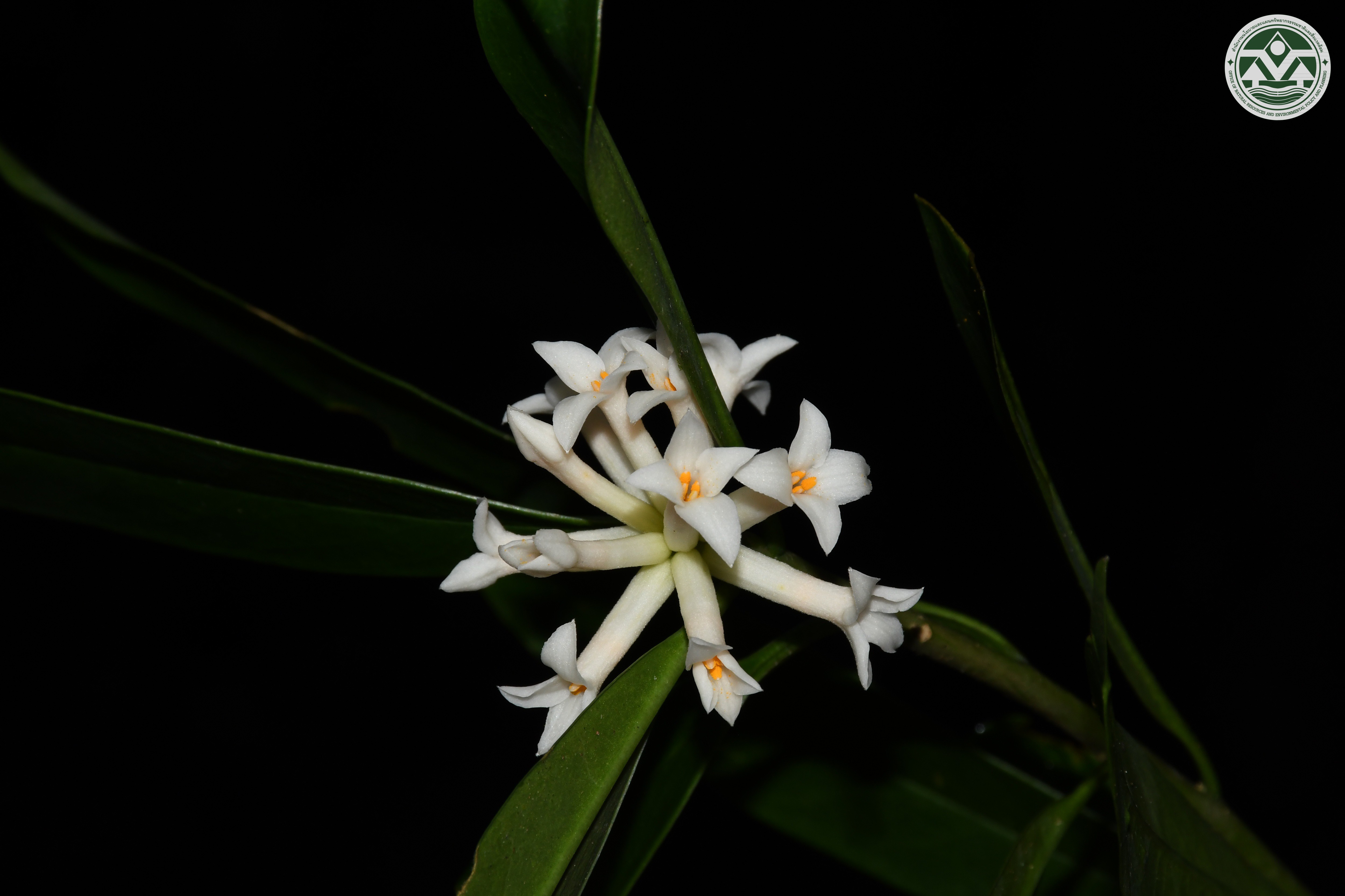 Eriosolena composita