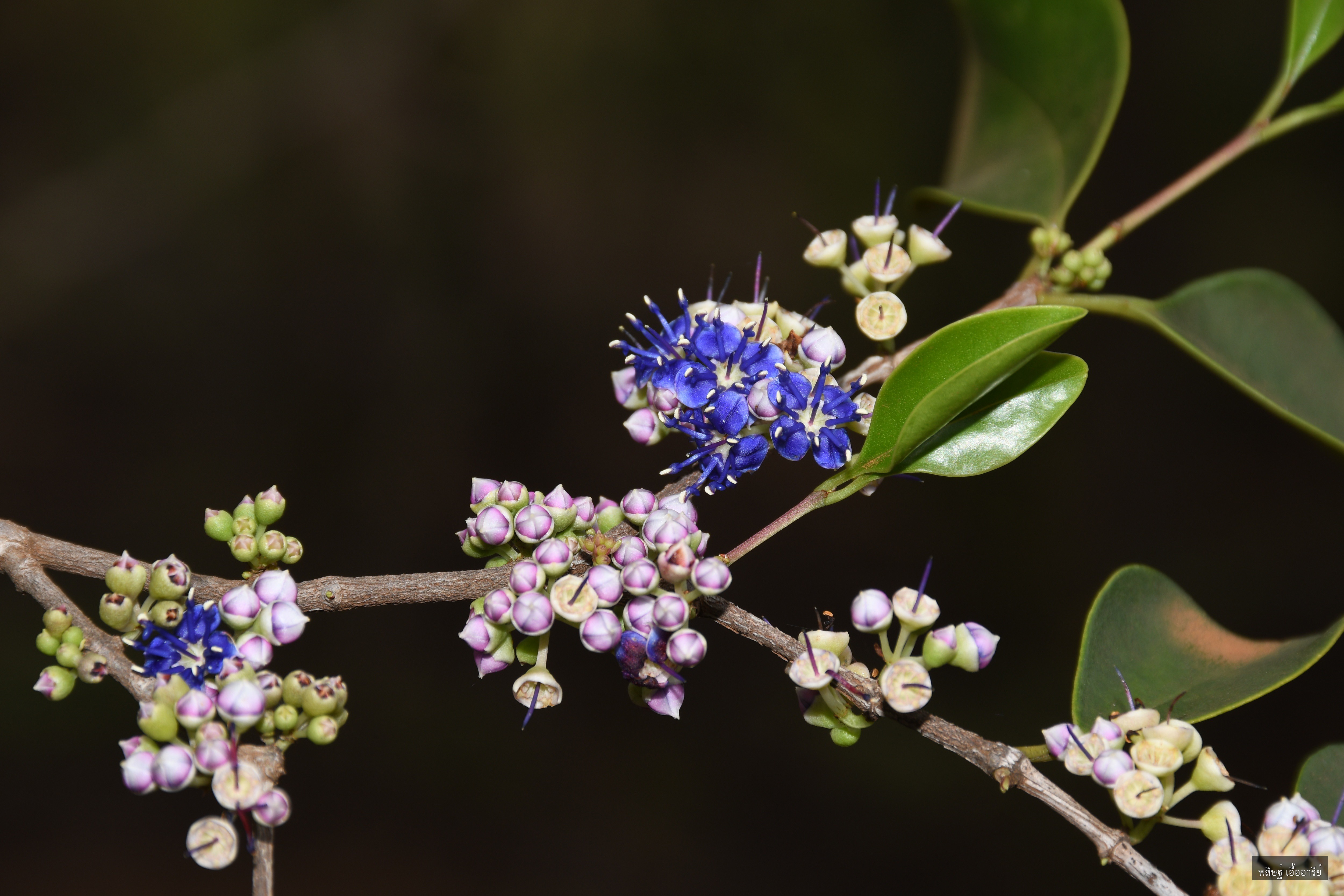 Memecylon scutellatum