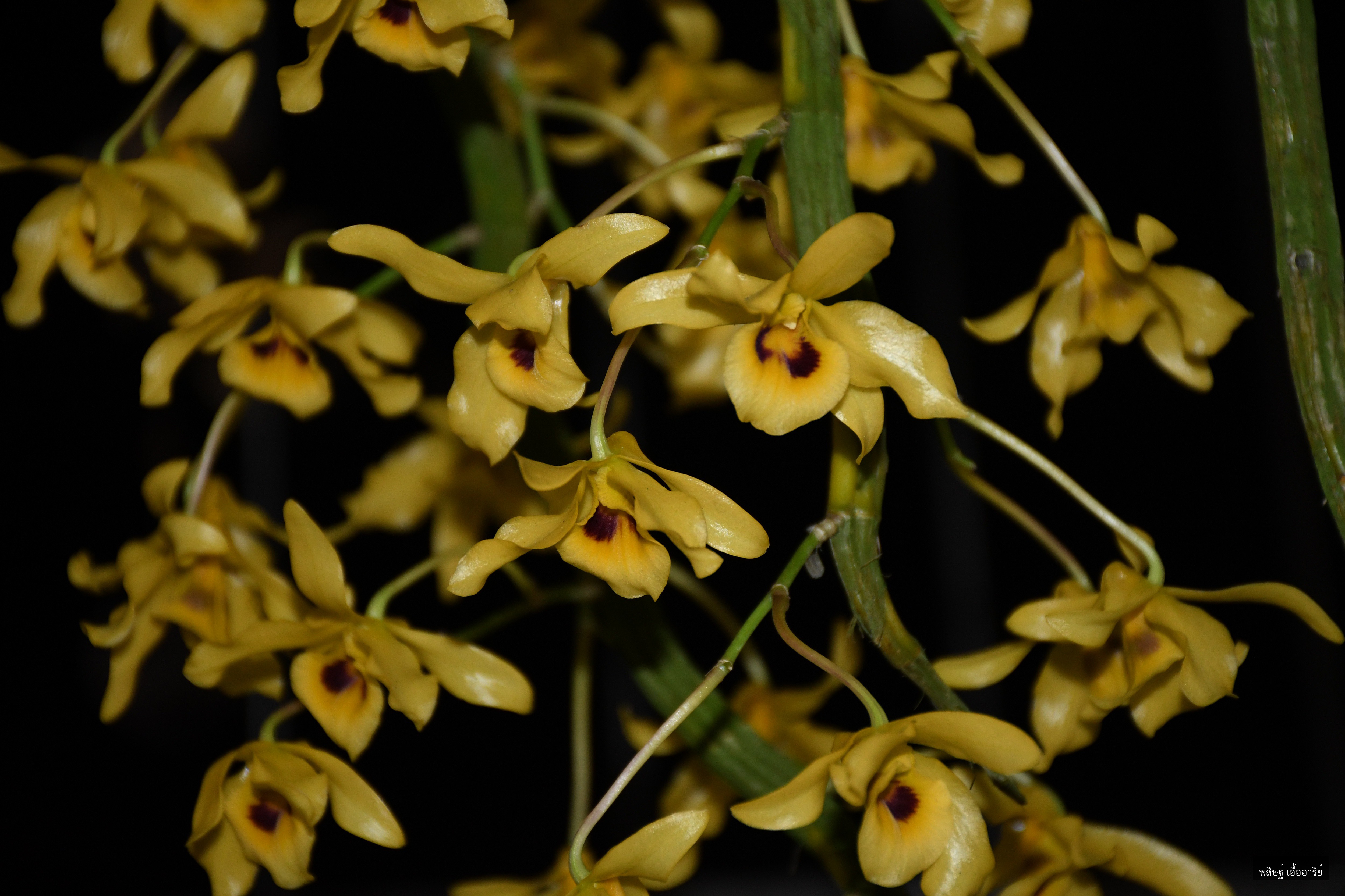 Dendrobium friedericksianum