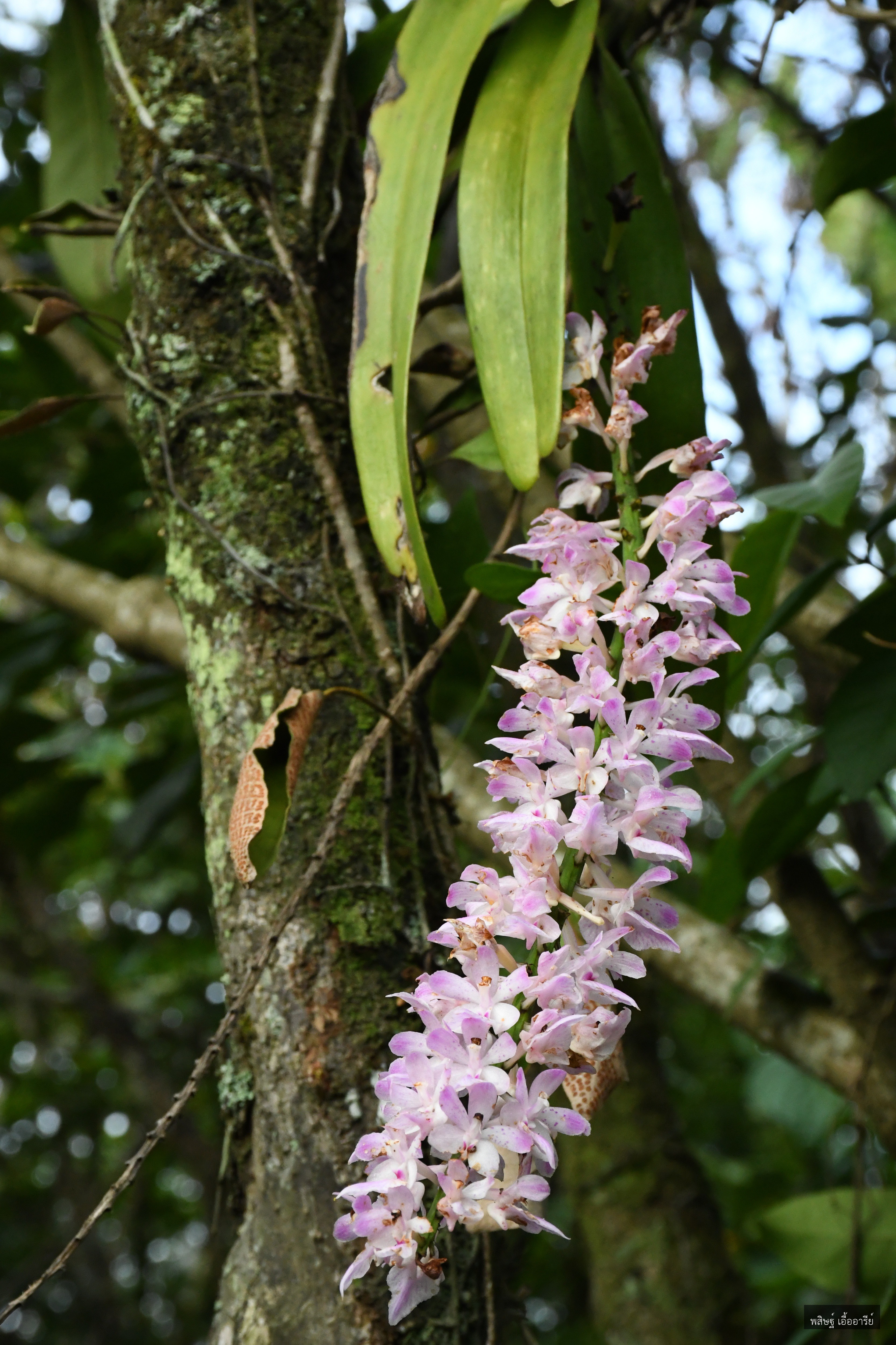 Aerides rosea