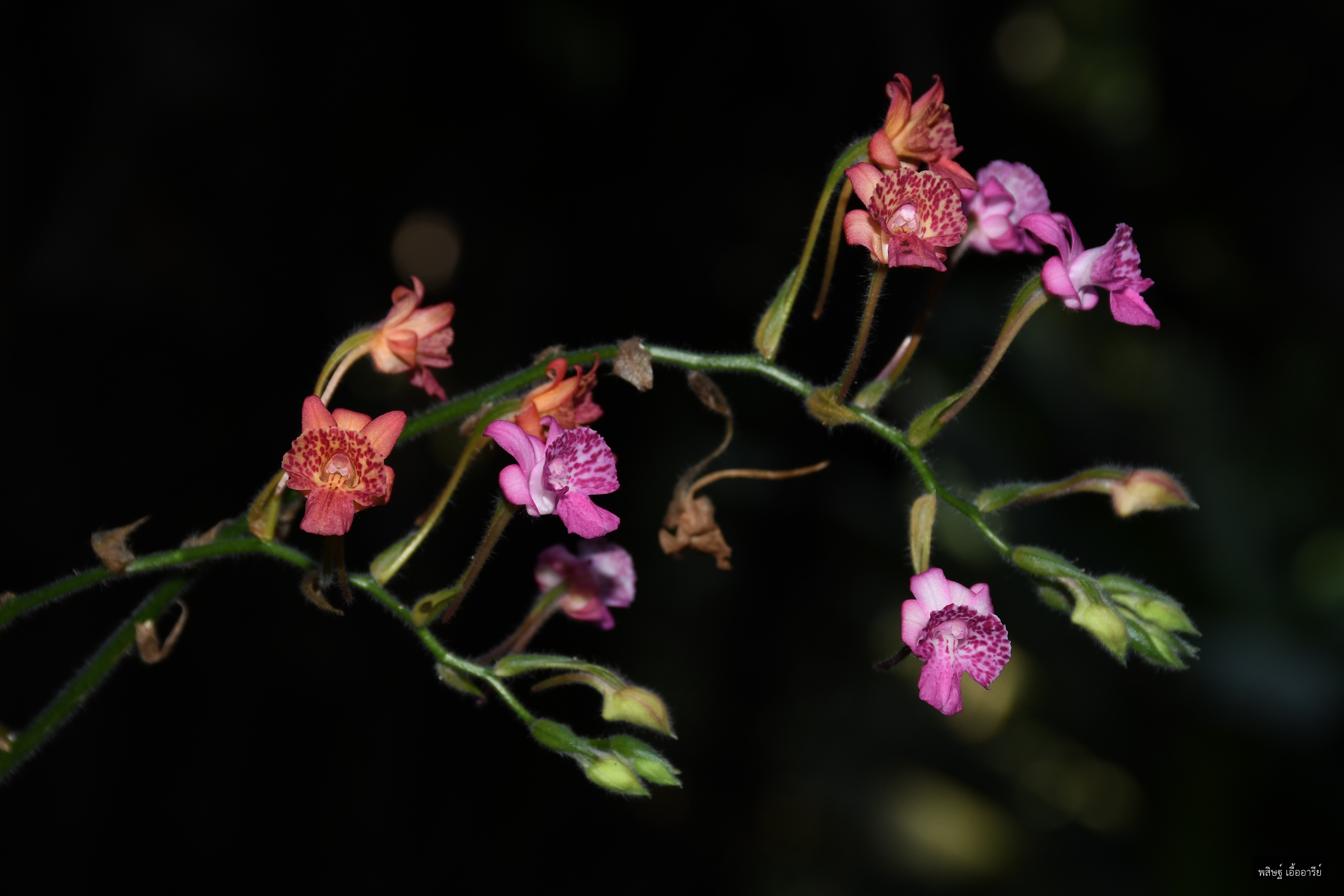 Calanthe cardioglossa