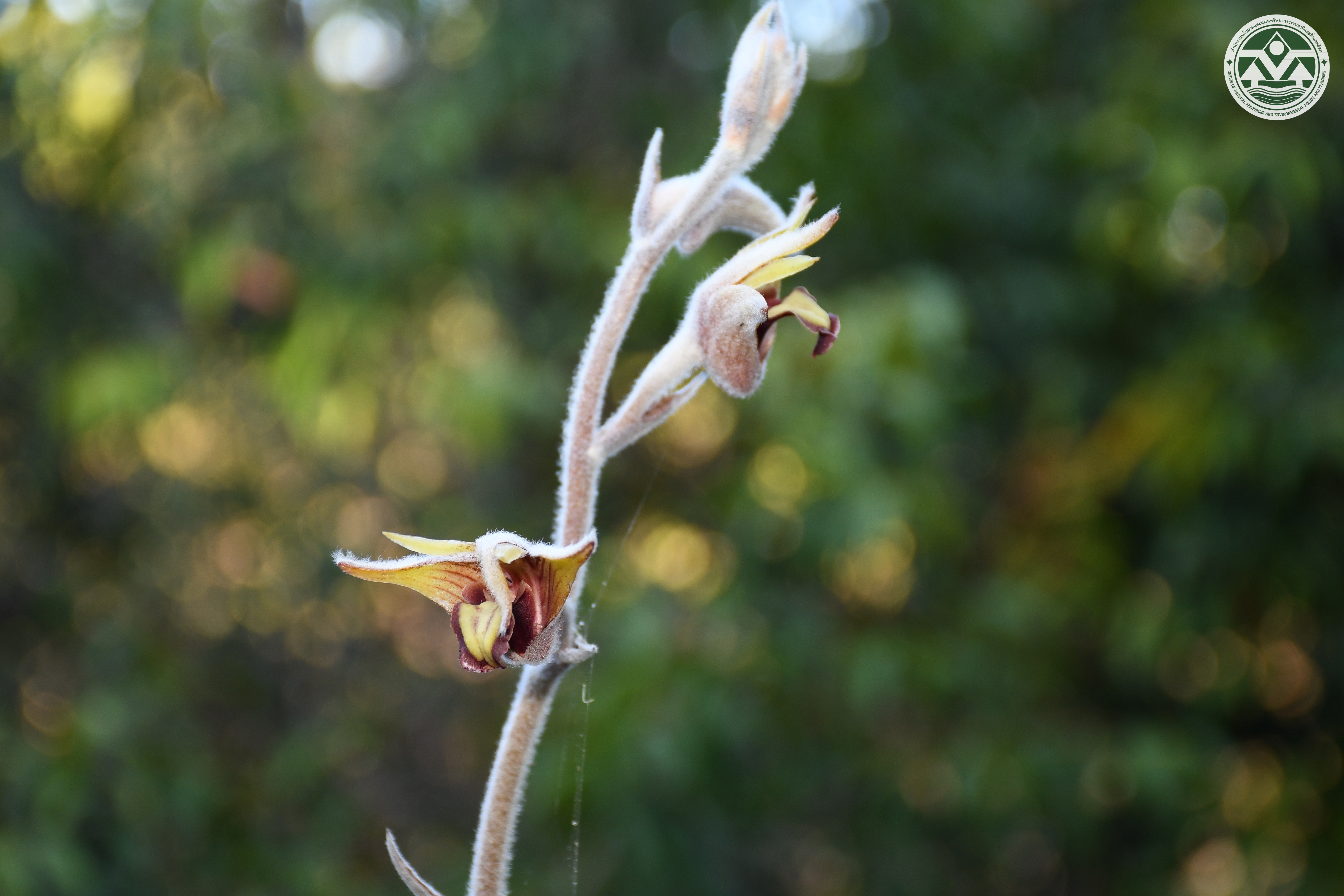 Dendrolirium lasiopetalum