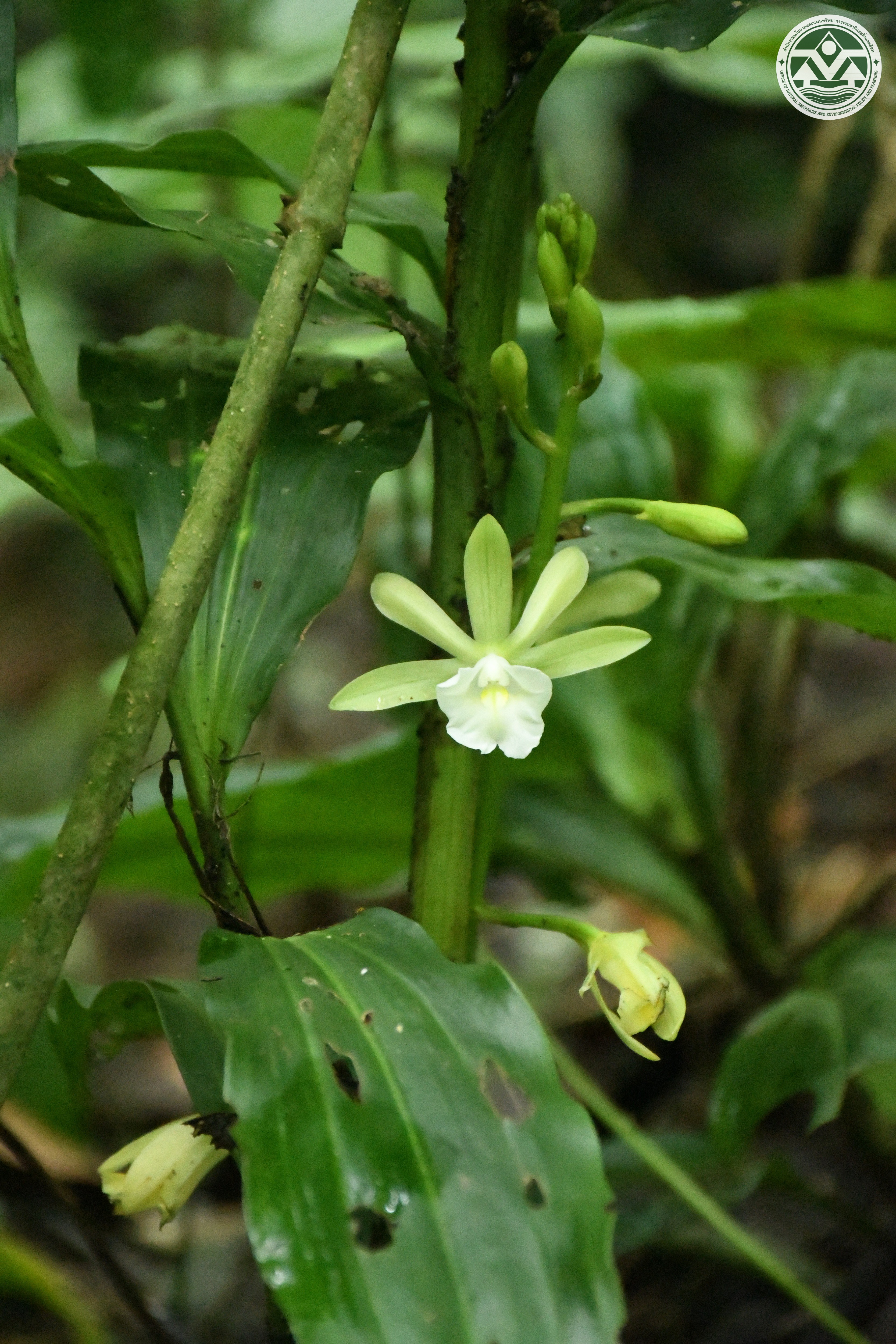 Calanthe takeoi