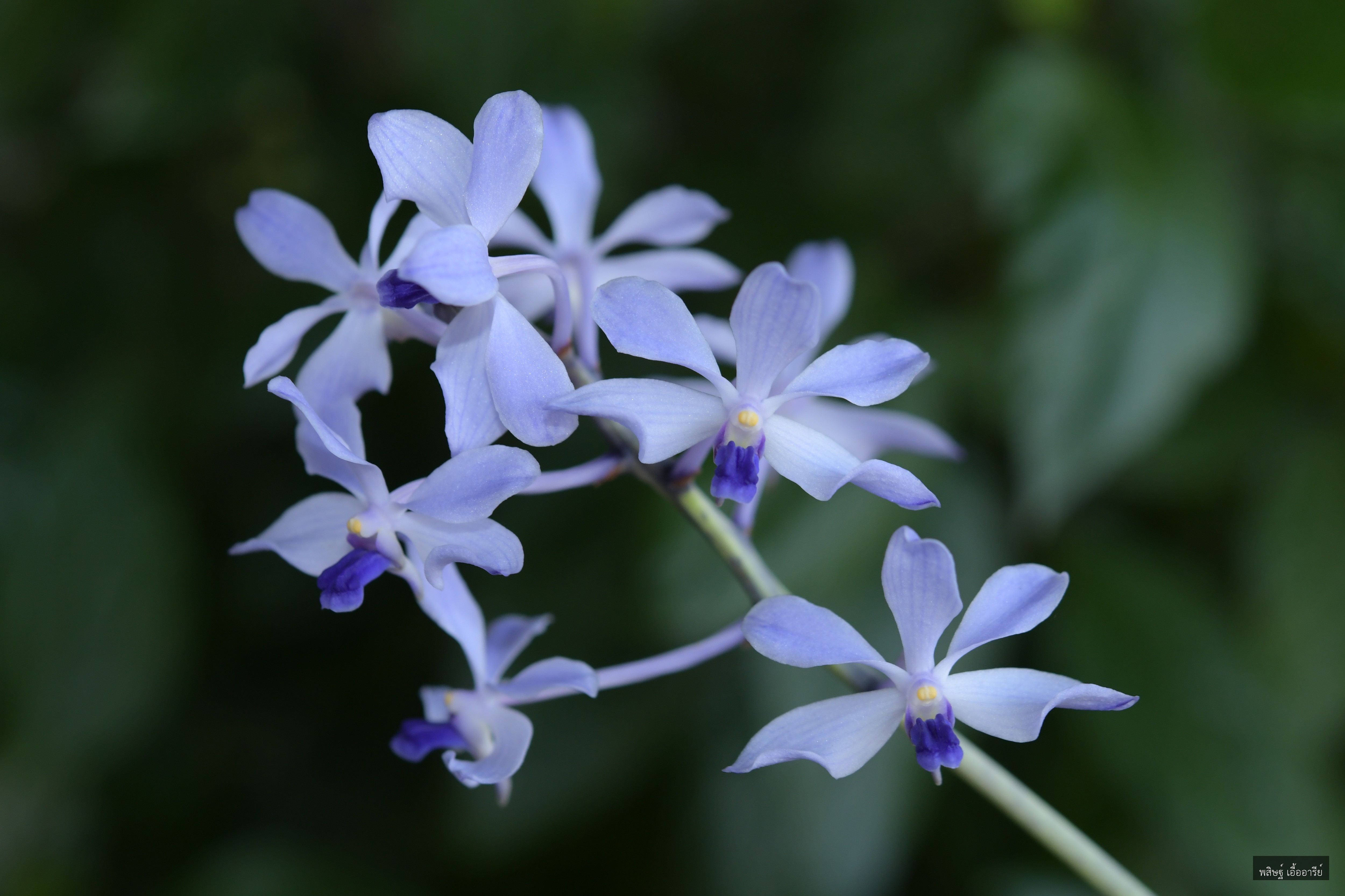 Vanda coerulescens