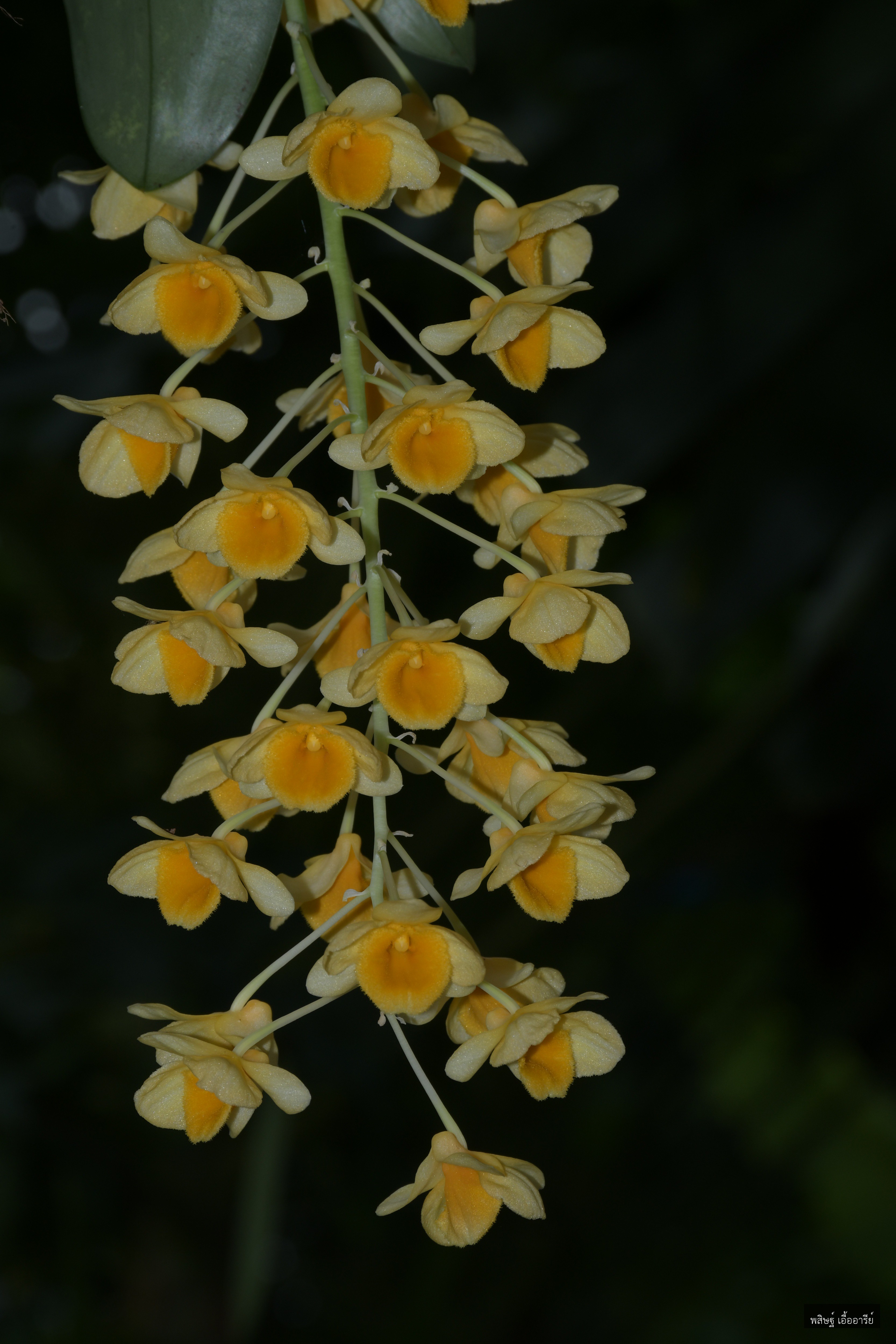 Dendrobium griffithianum