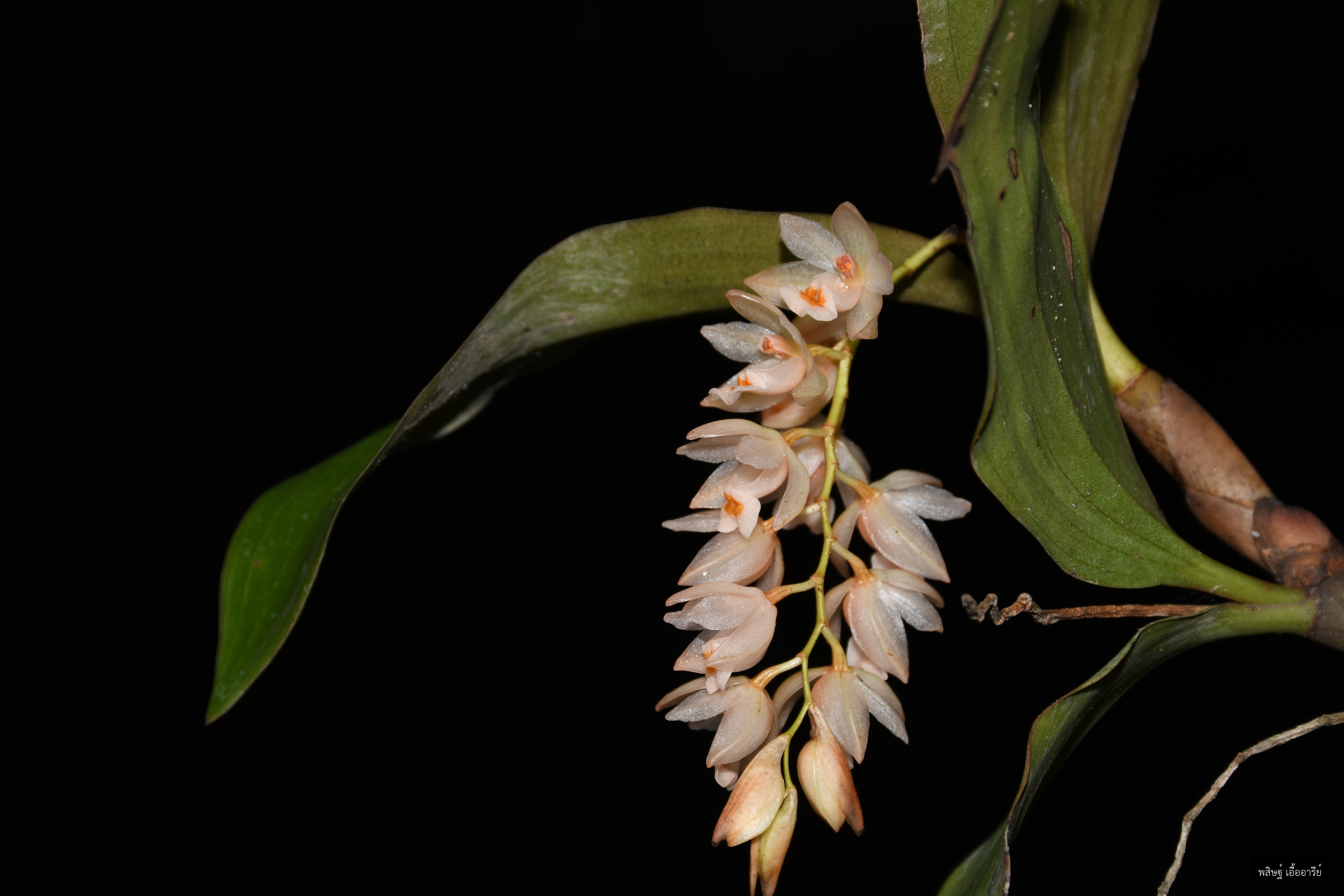 Coelogyne articulata