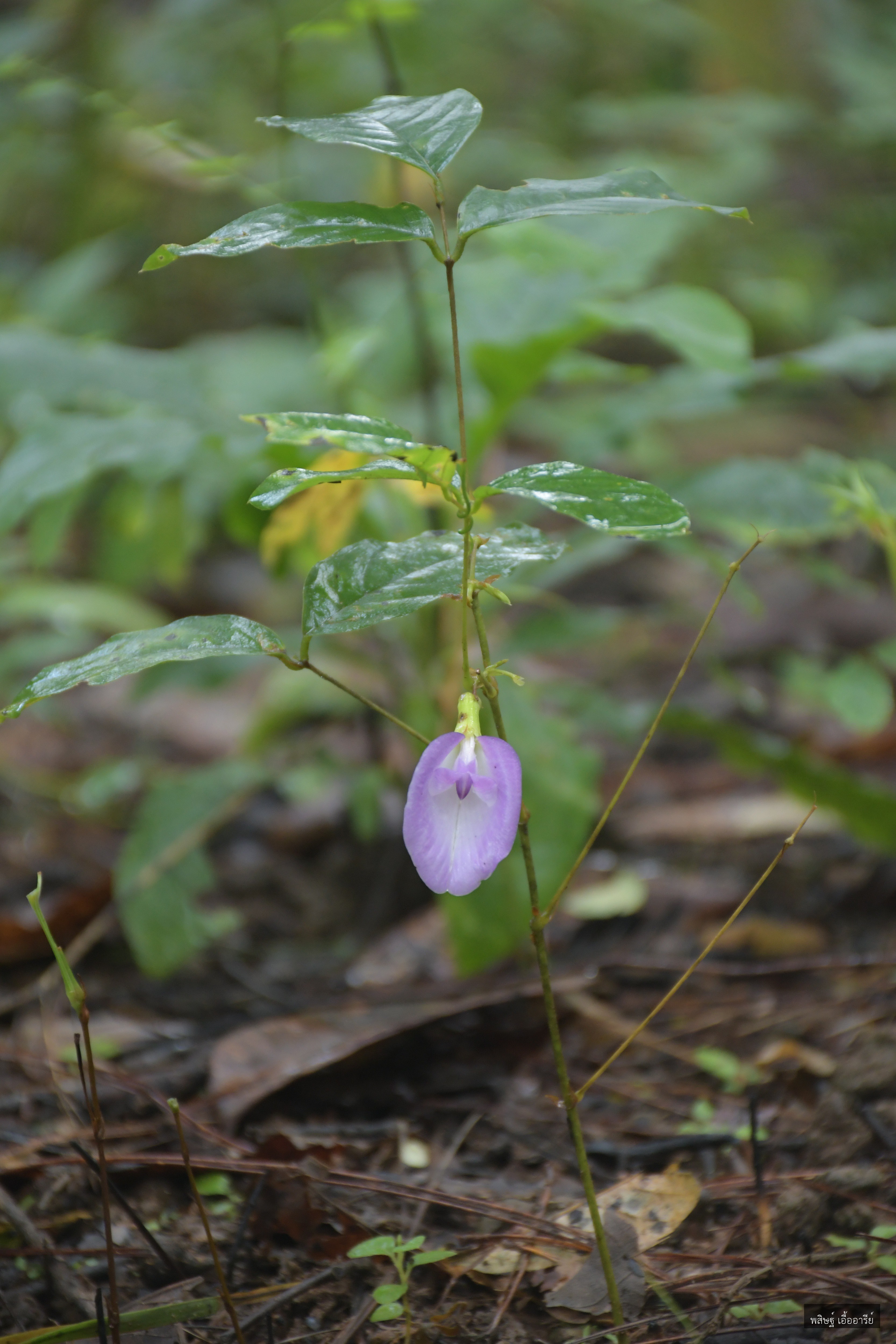 Clitoria mariana