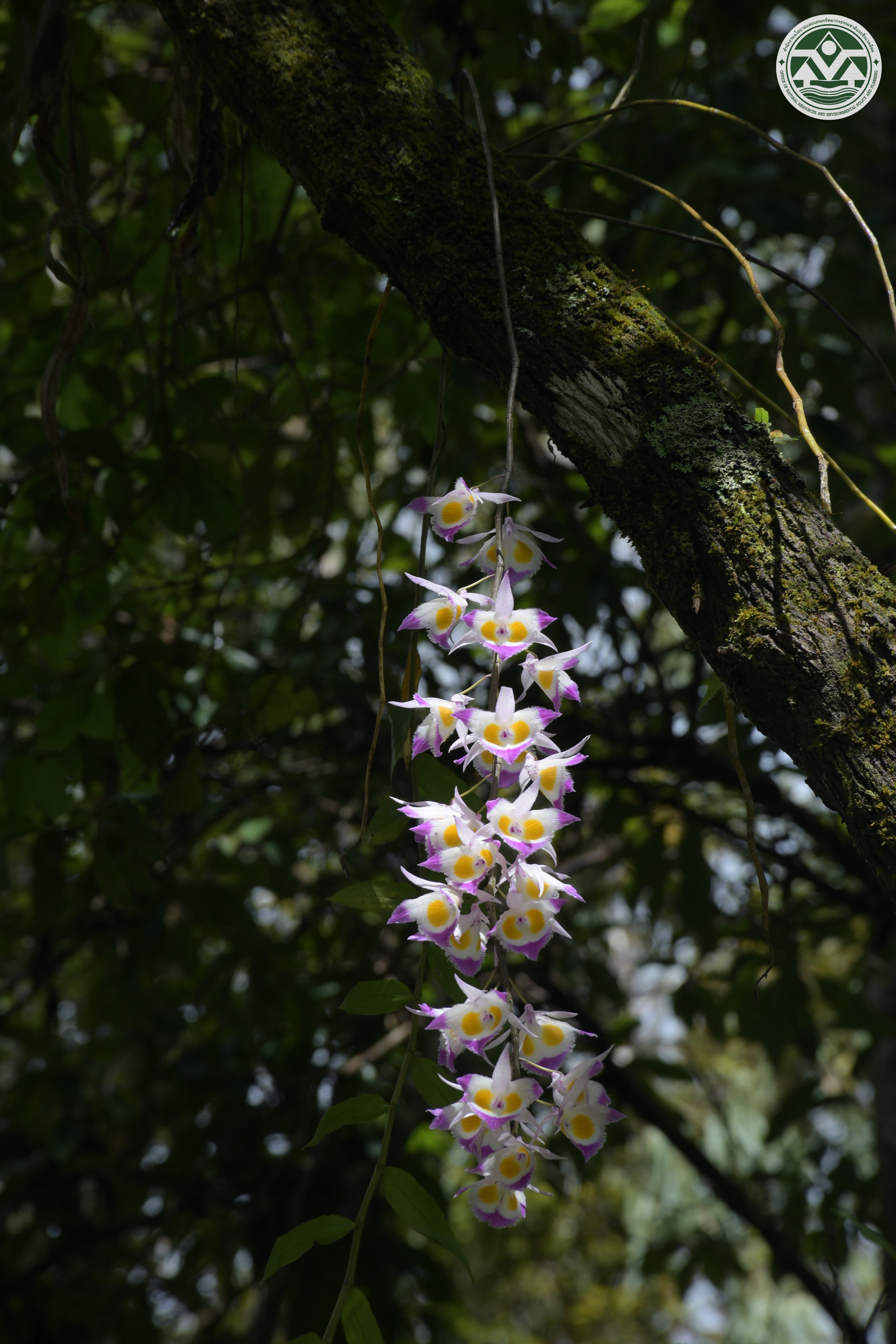 Dendrobium devonianum