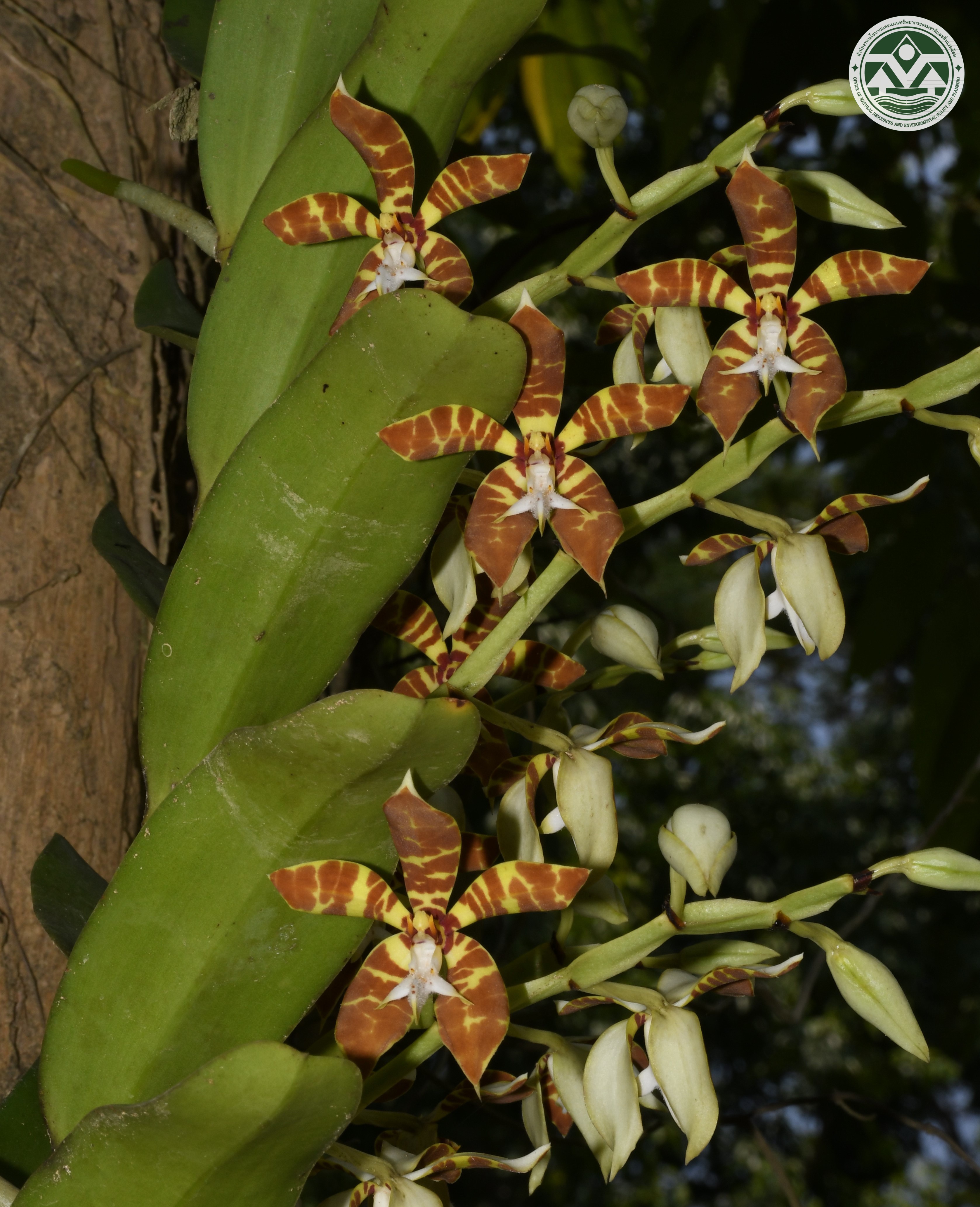Trichoglottis fasciata