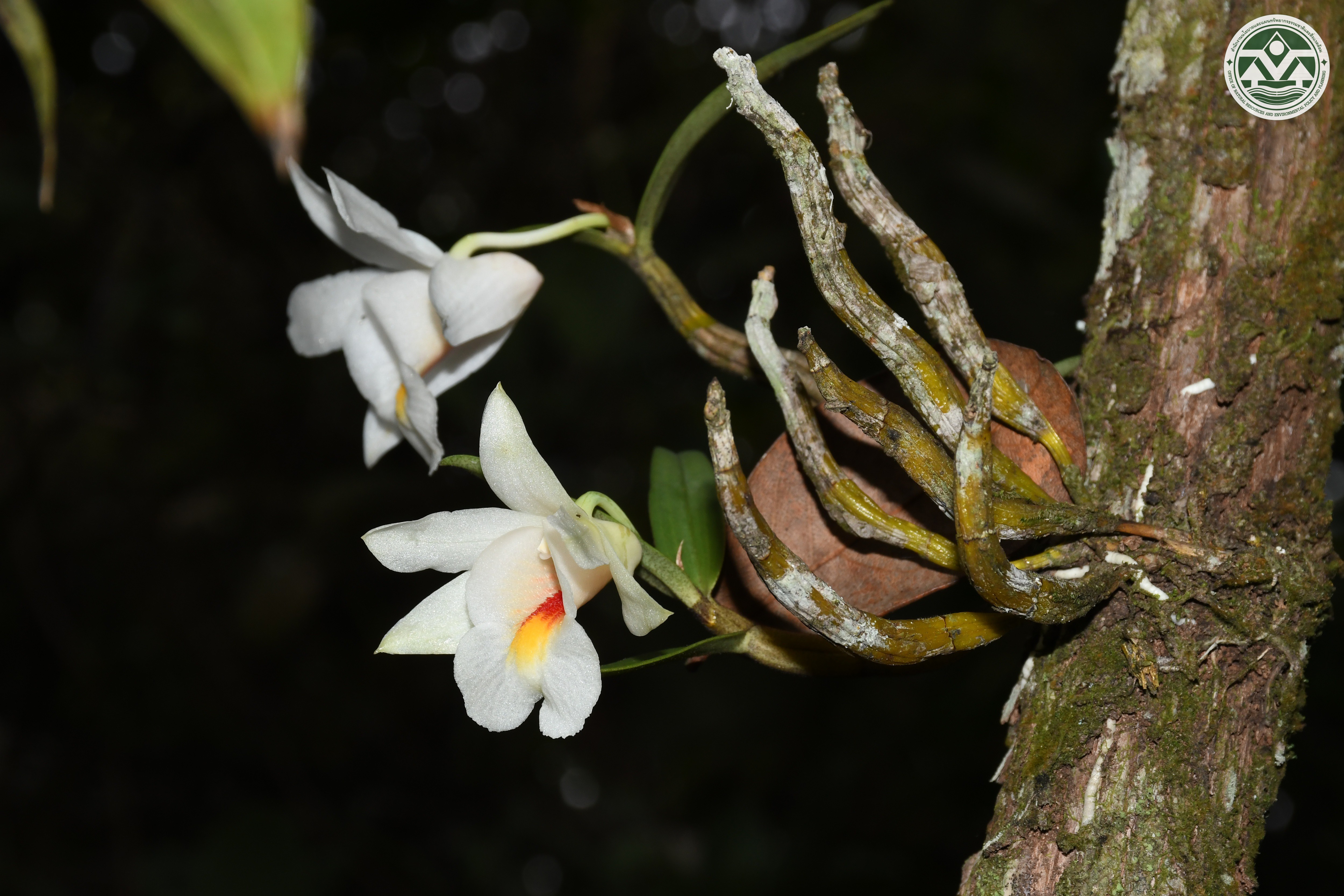 Dendrobium christyanum