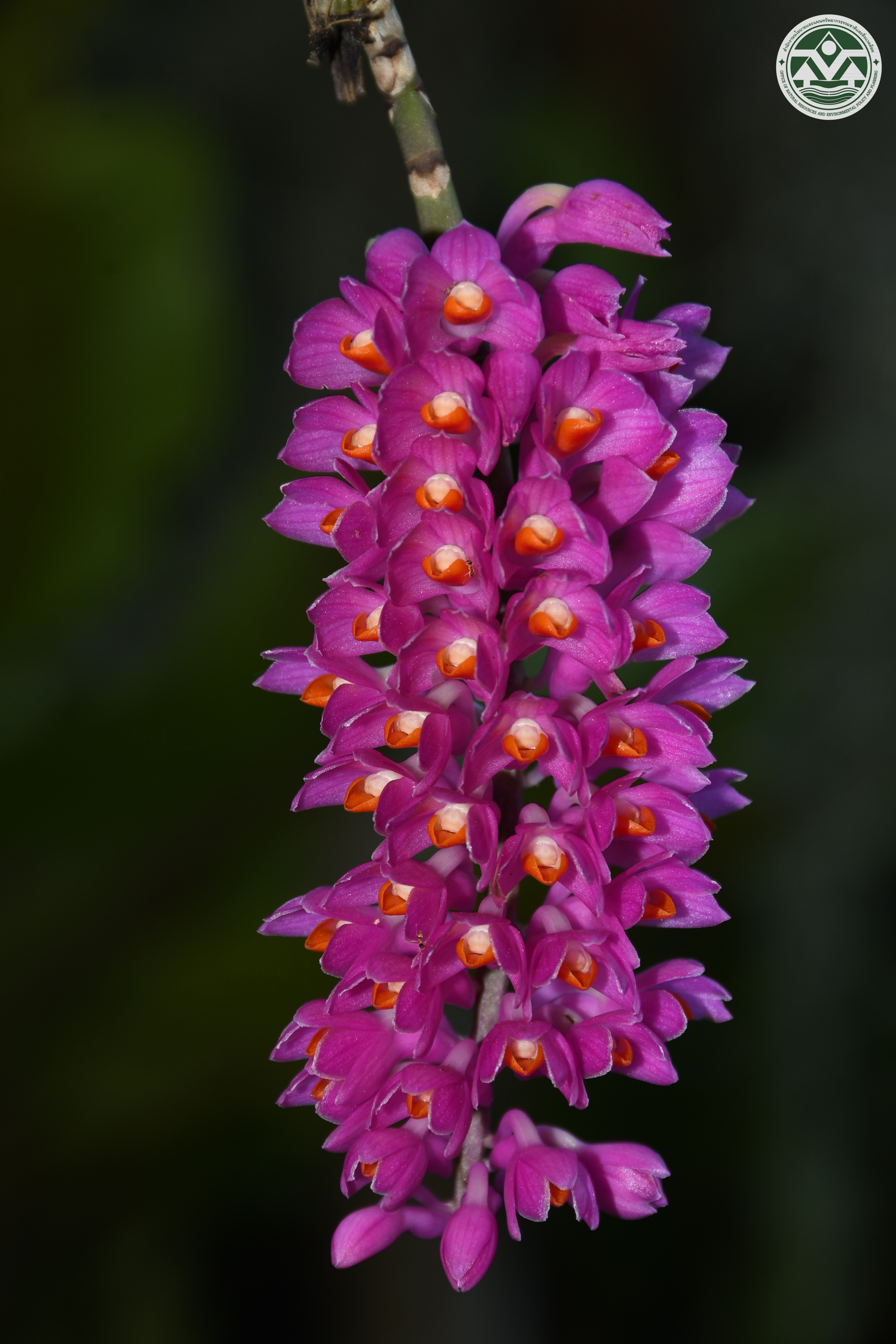 Dendrobium secundum