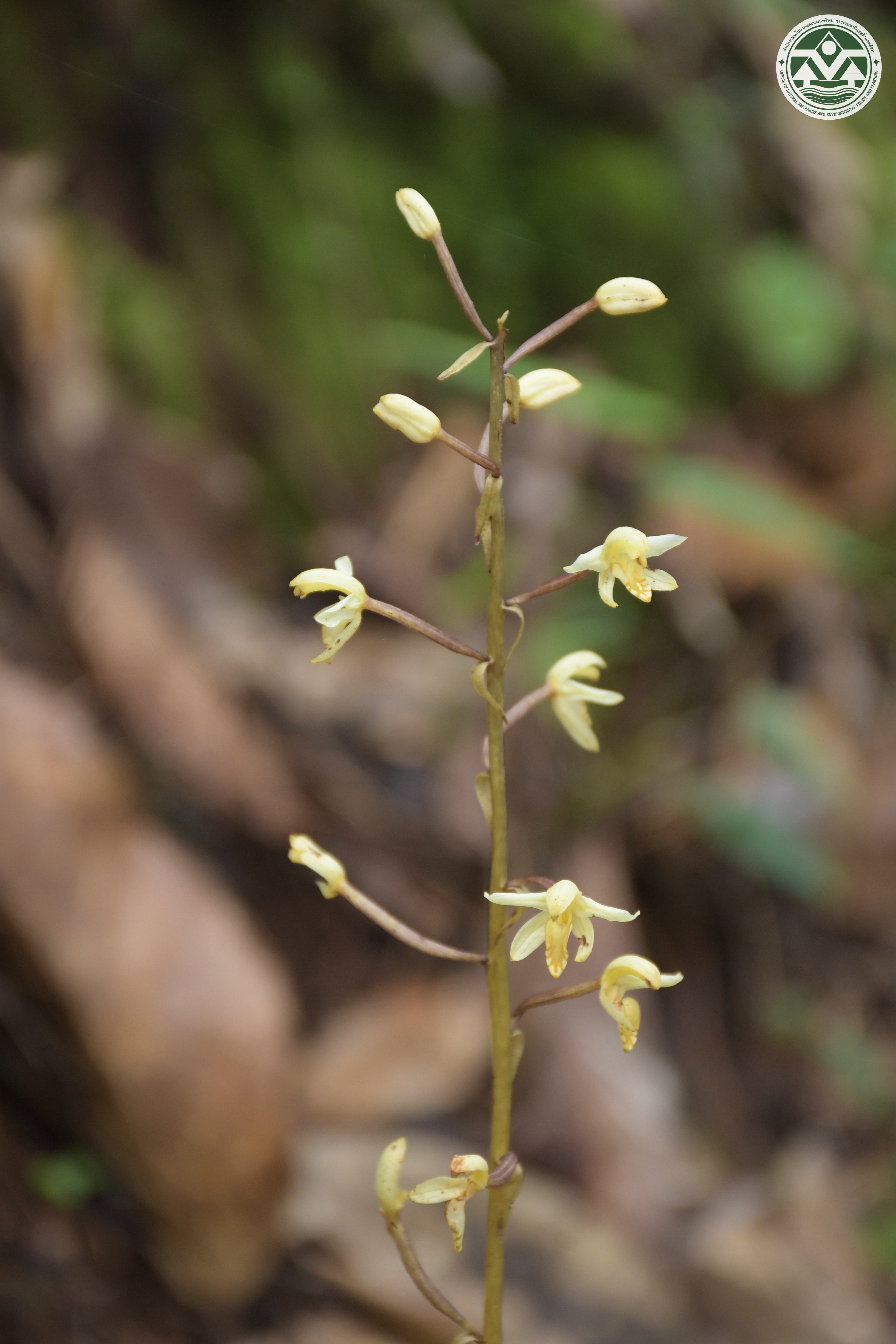 Aphyllorchis montana