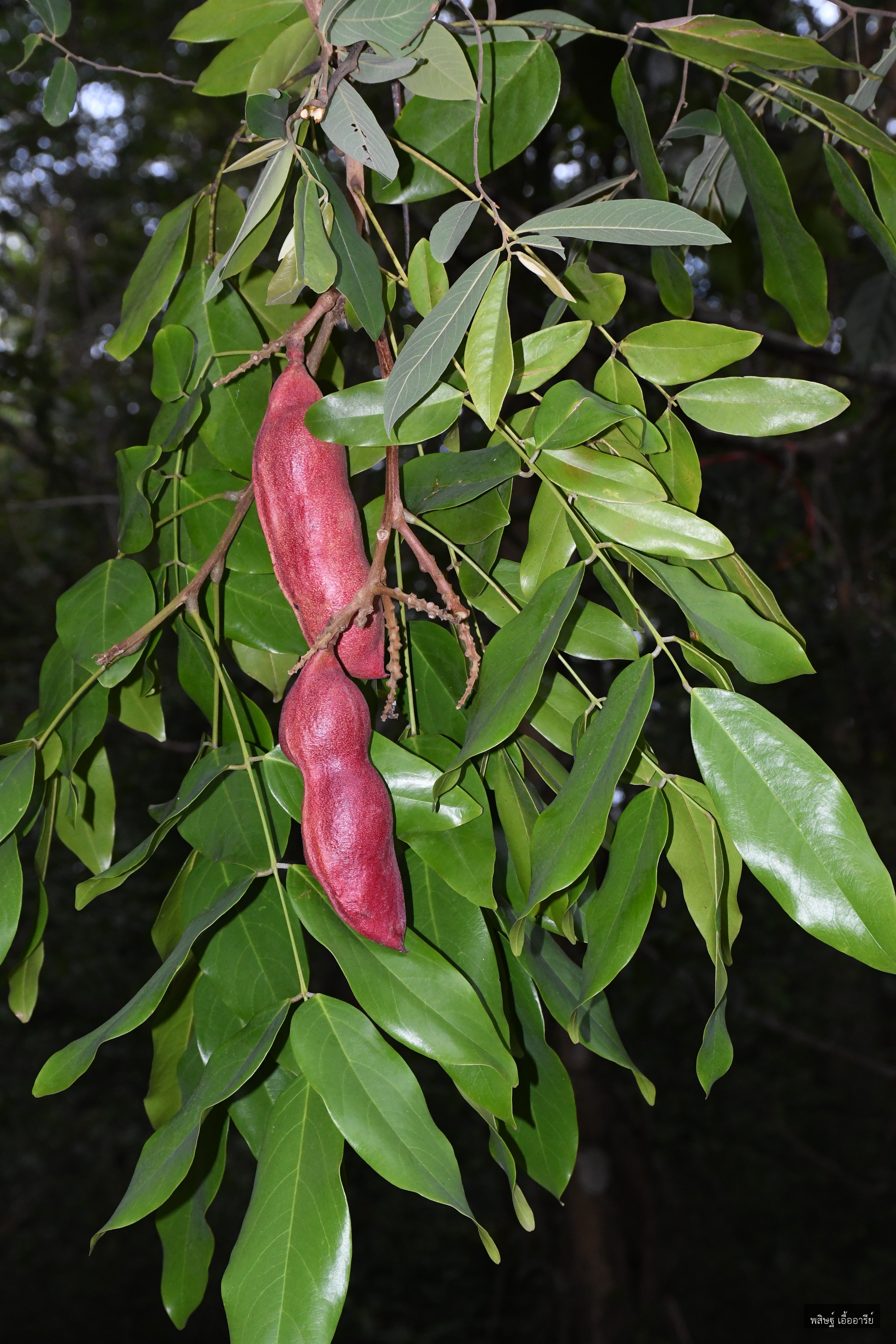 Adinobotrys atropurpureus