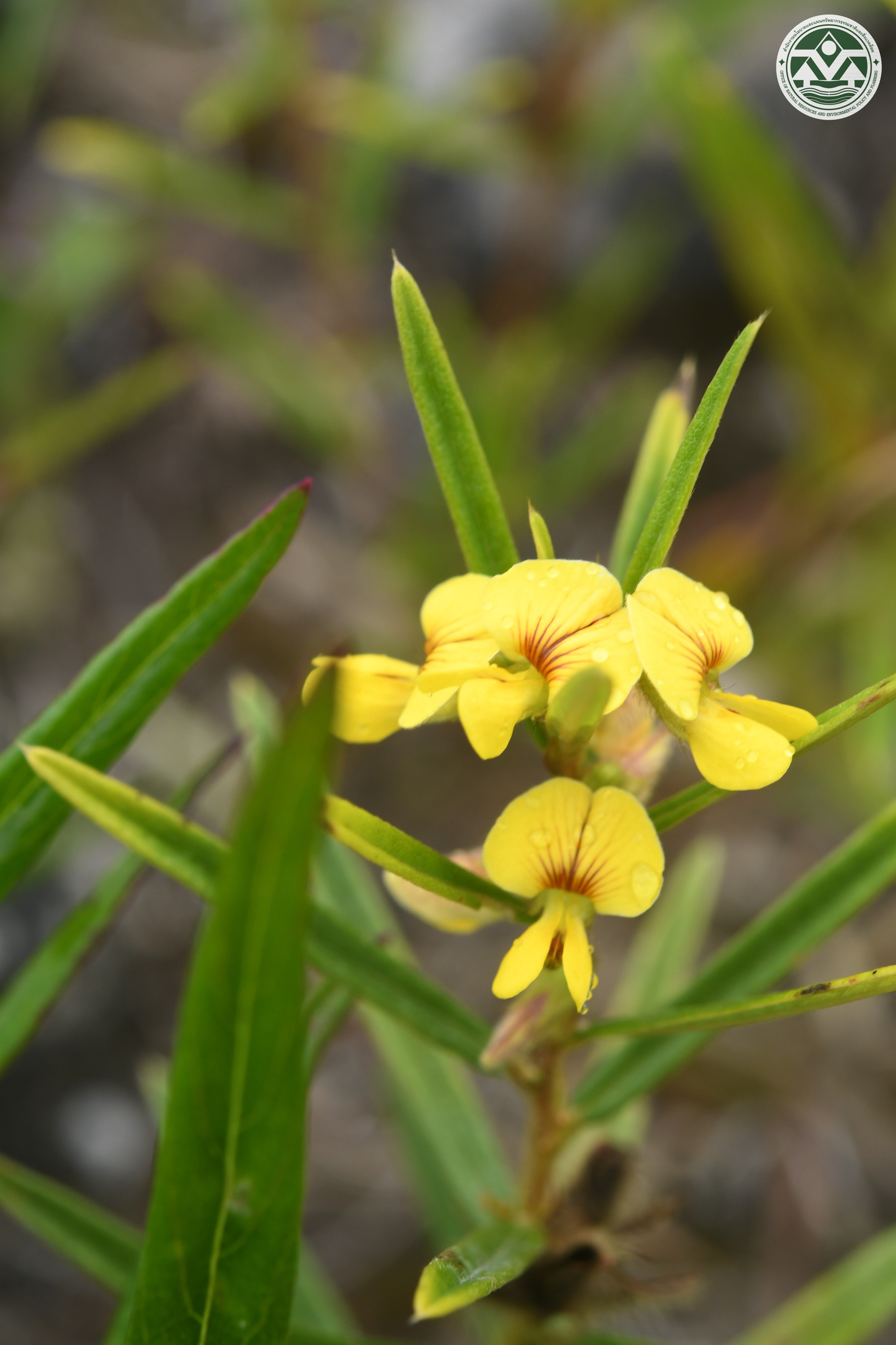 Eriosema chinense