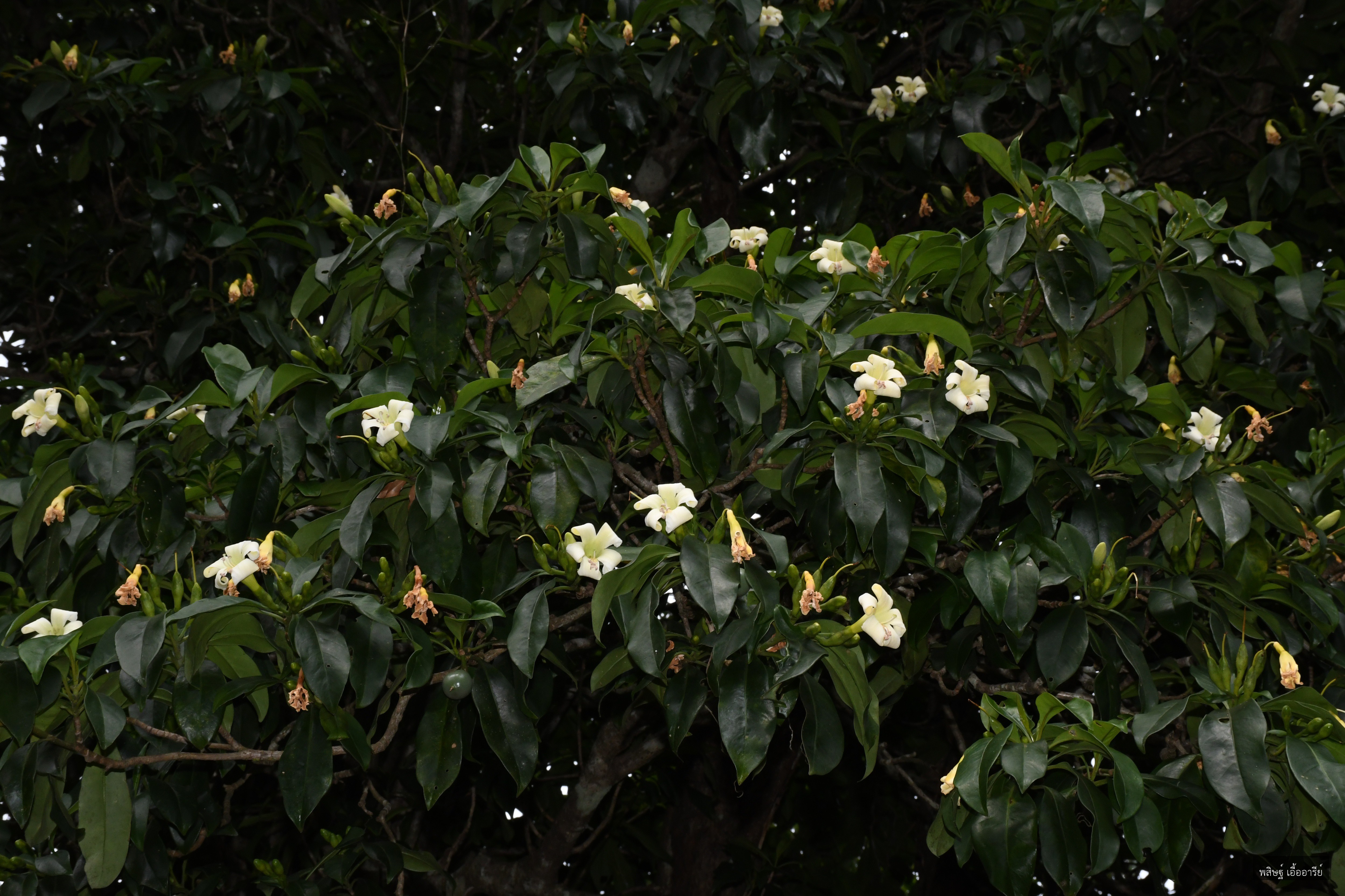 Fagraea ceilanica