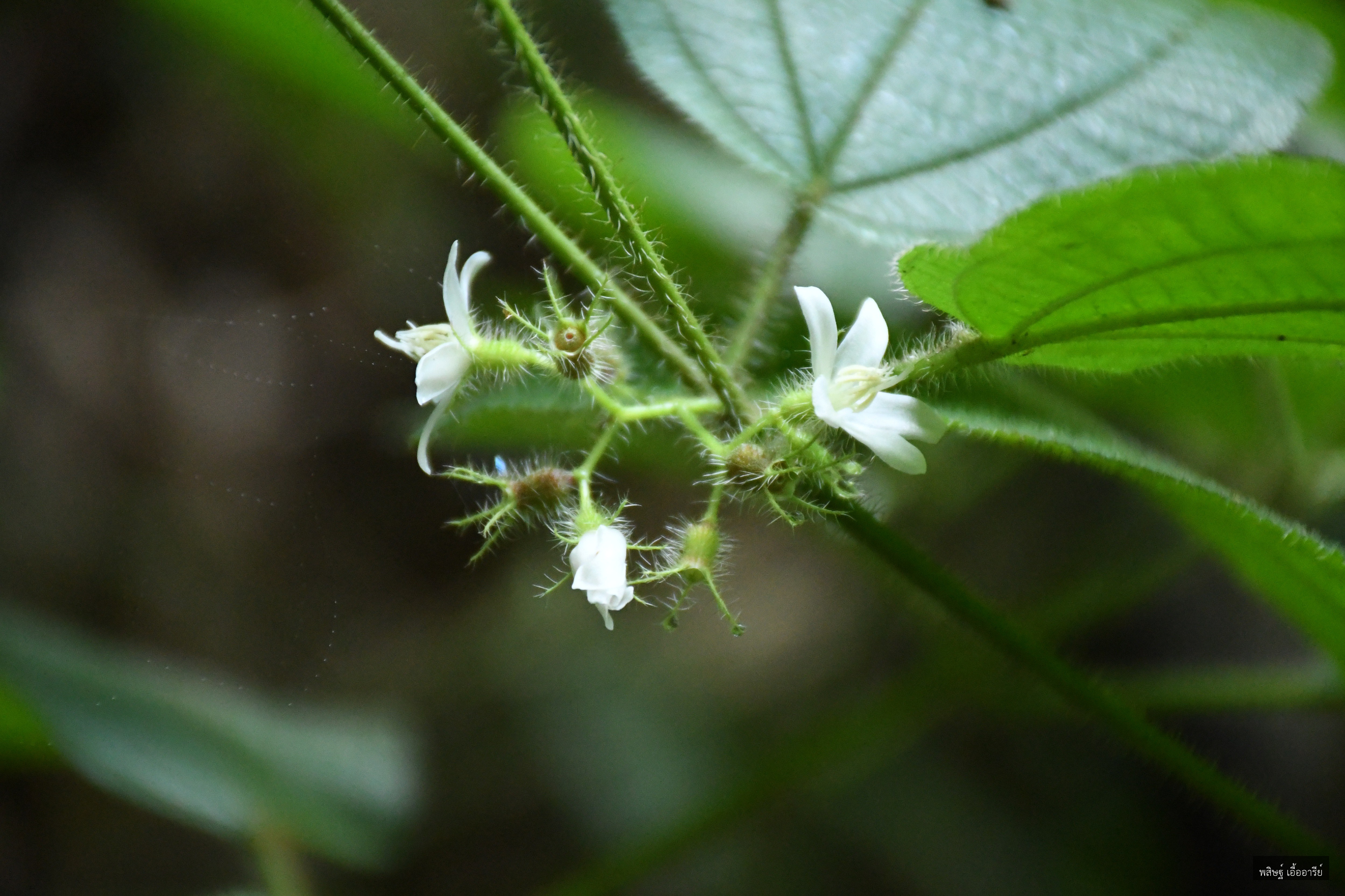 Miconia crenata