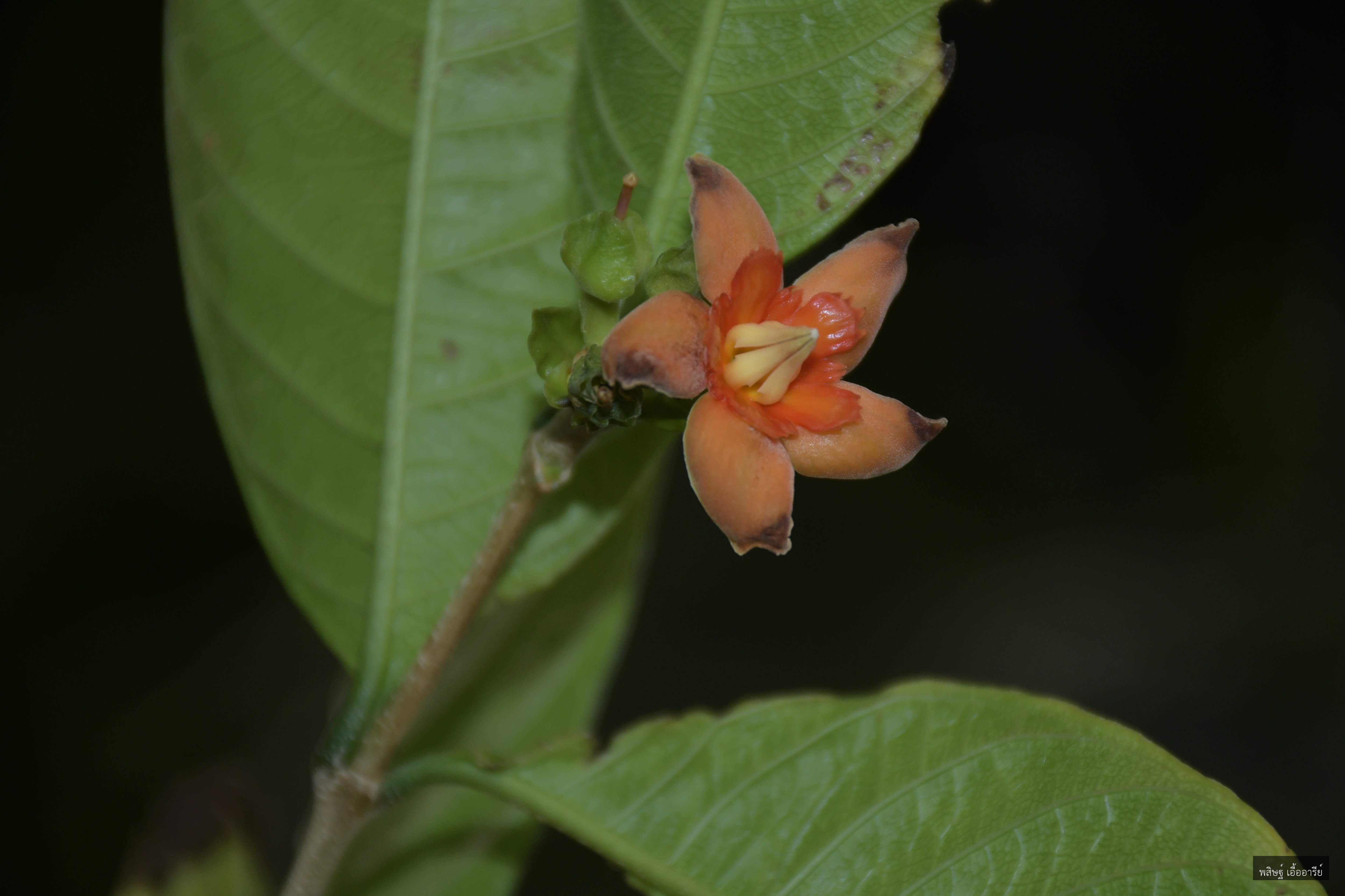 Wrightia poomae
