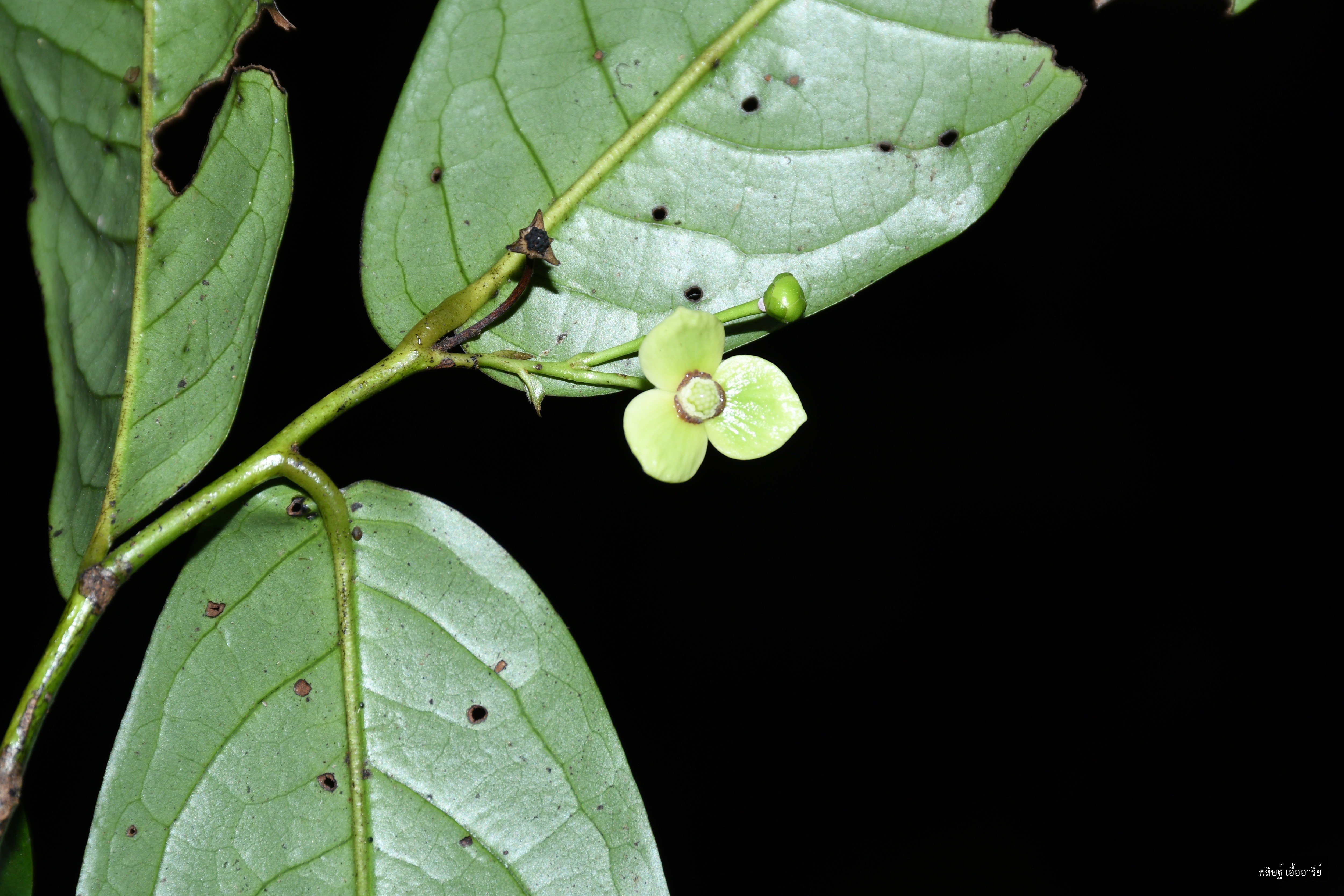 Miliusa amplexicaulis