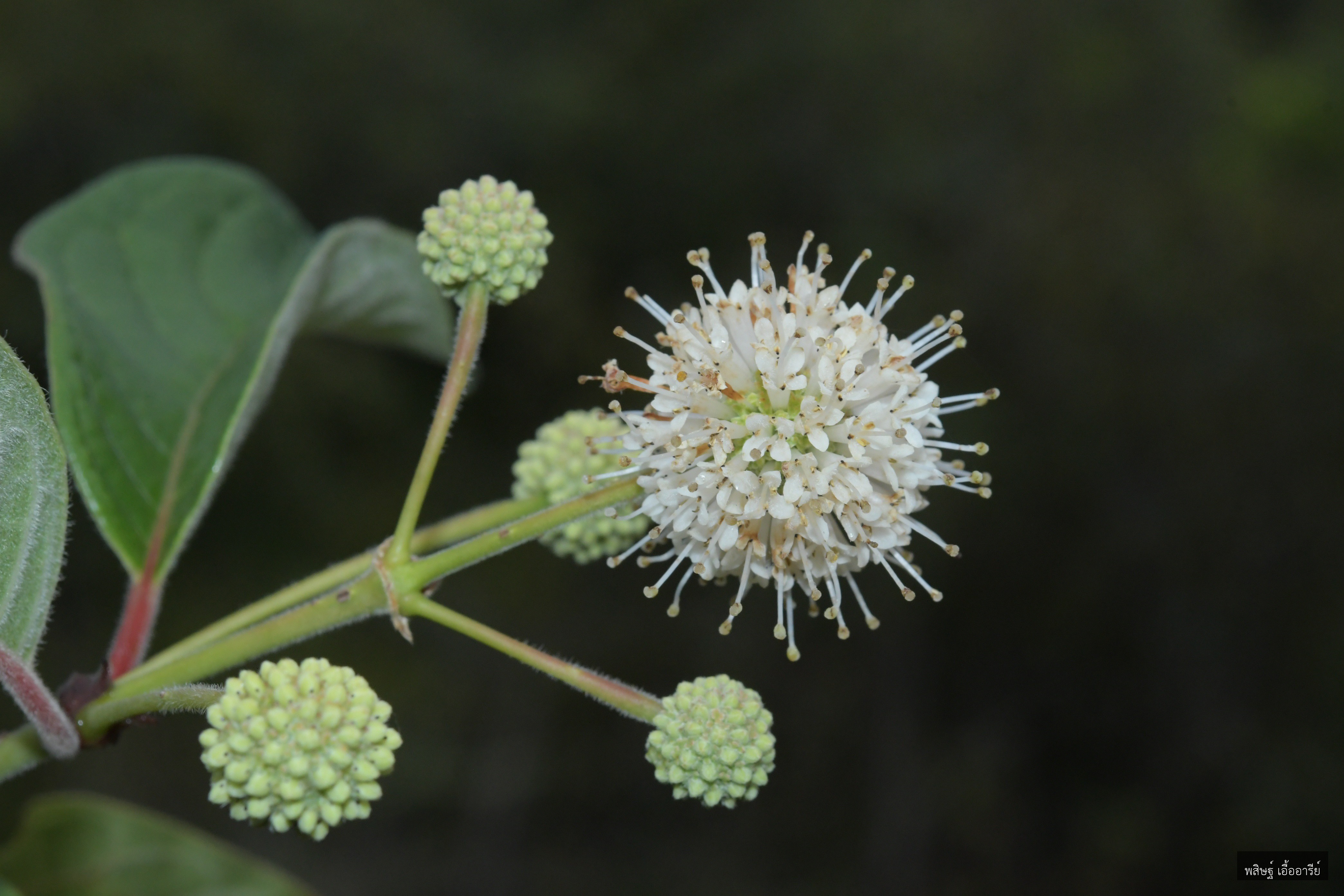 Cephalanthus tetrandrus