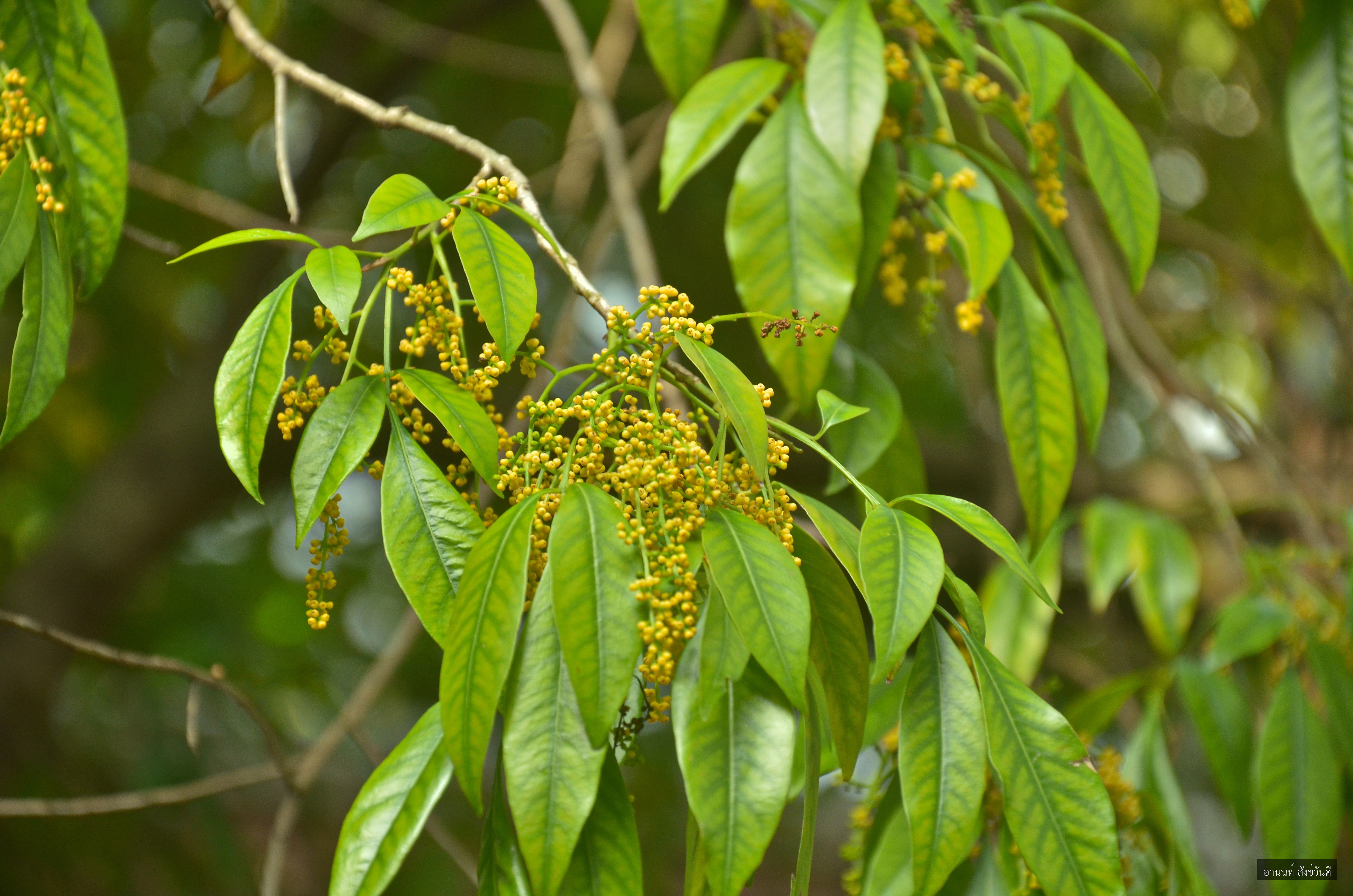 Aglaia elaeagnoidea