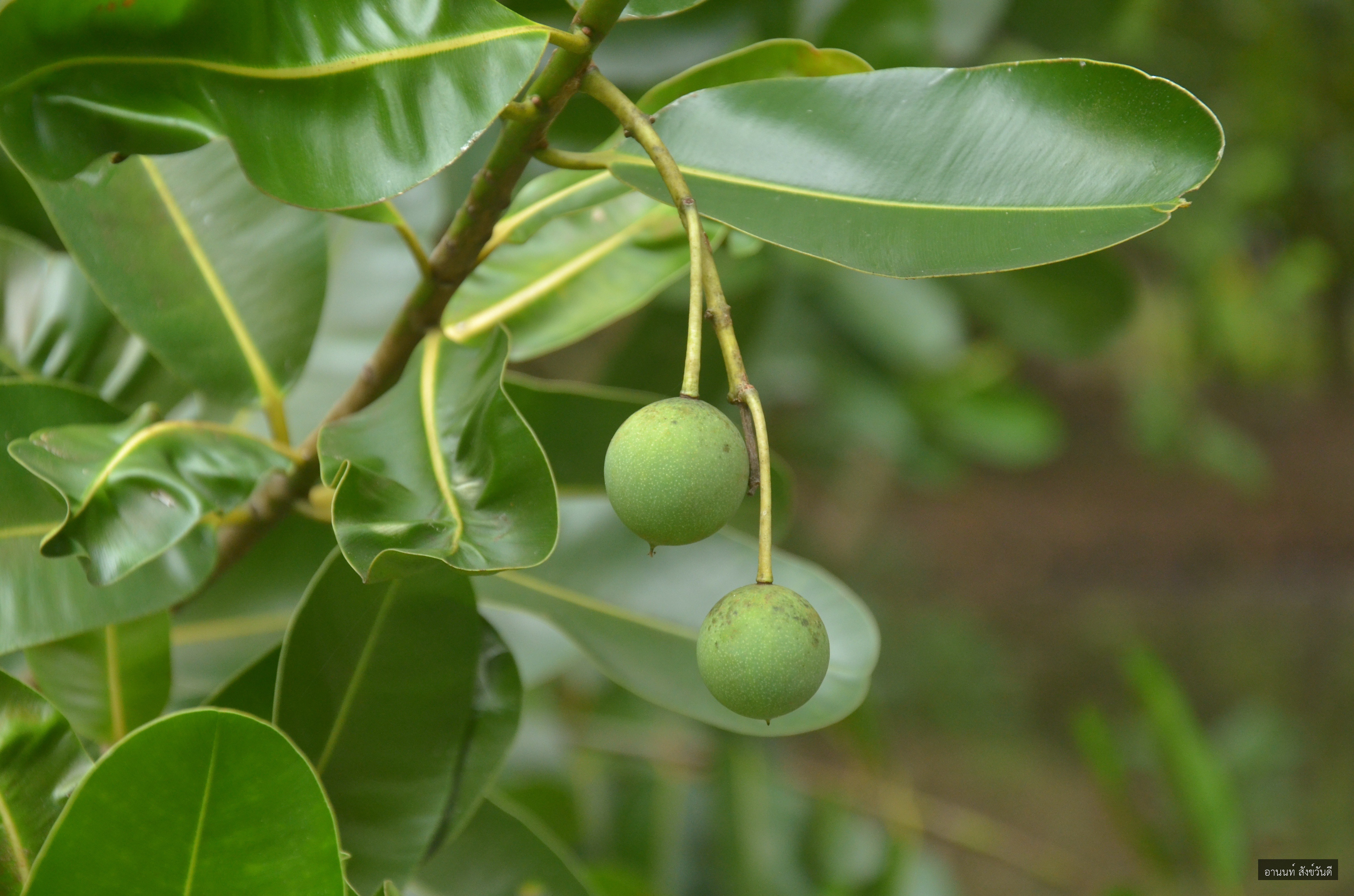 Calophyllum inophyllum