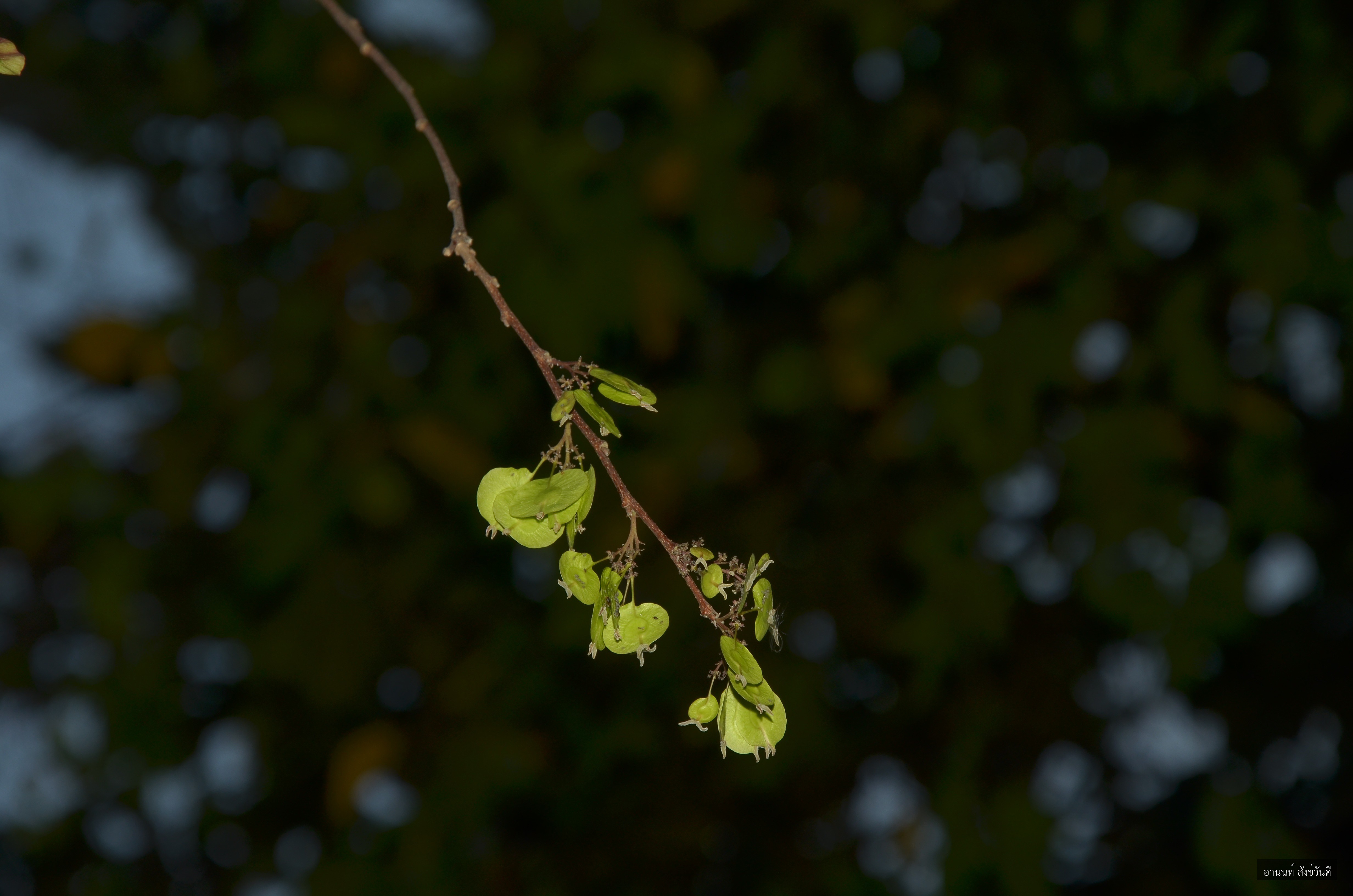 Holoptelea integrifolia