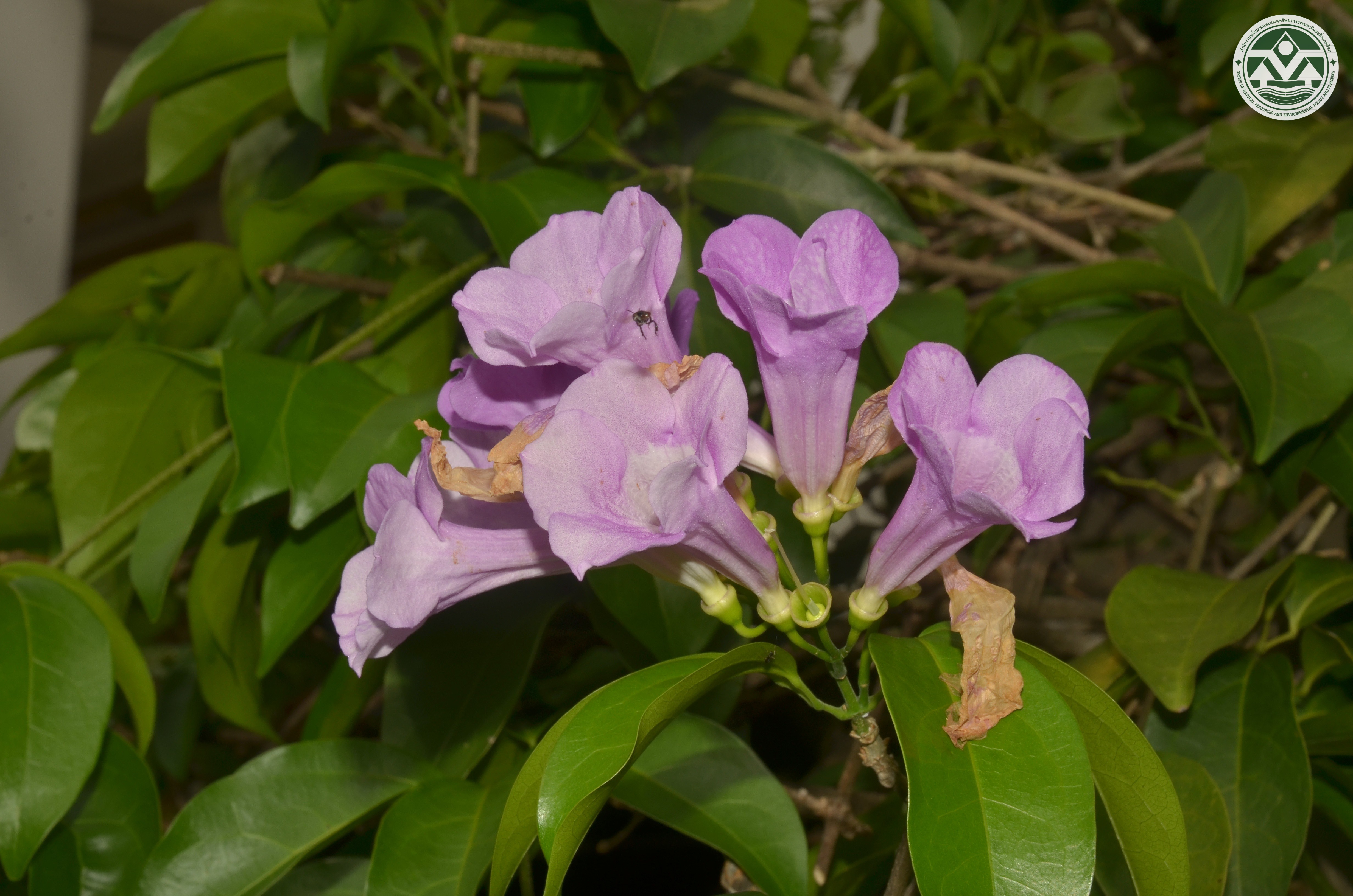 Mansoa hymenaea