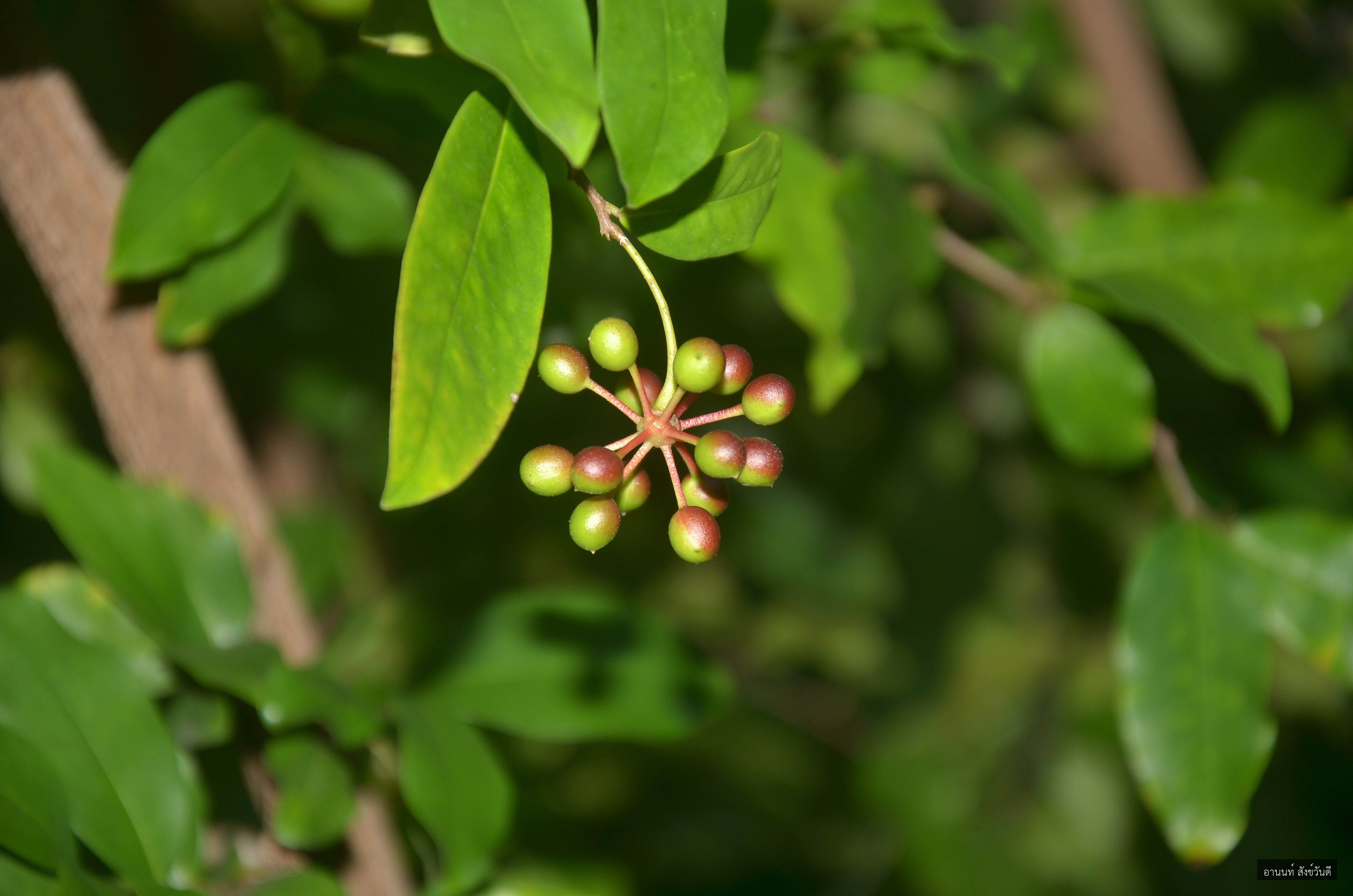 Polyalthia suberosa