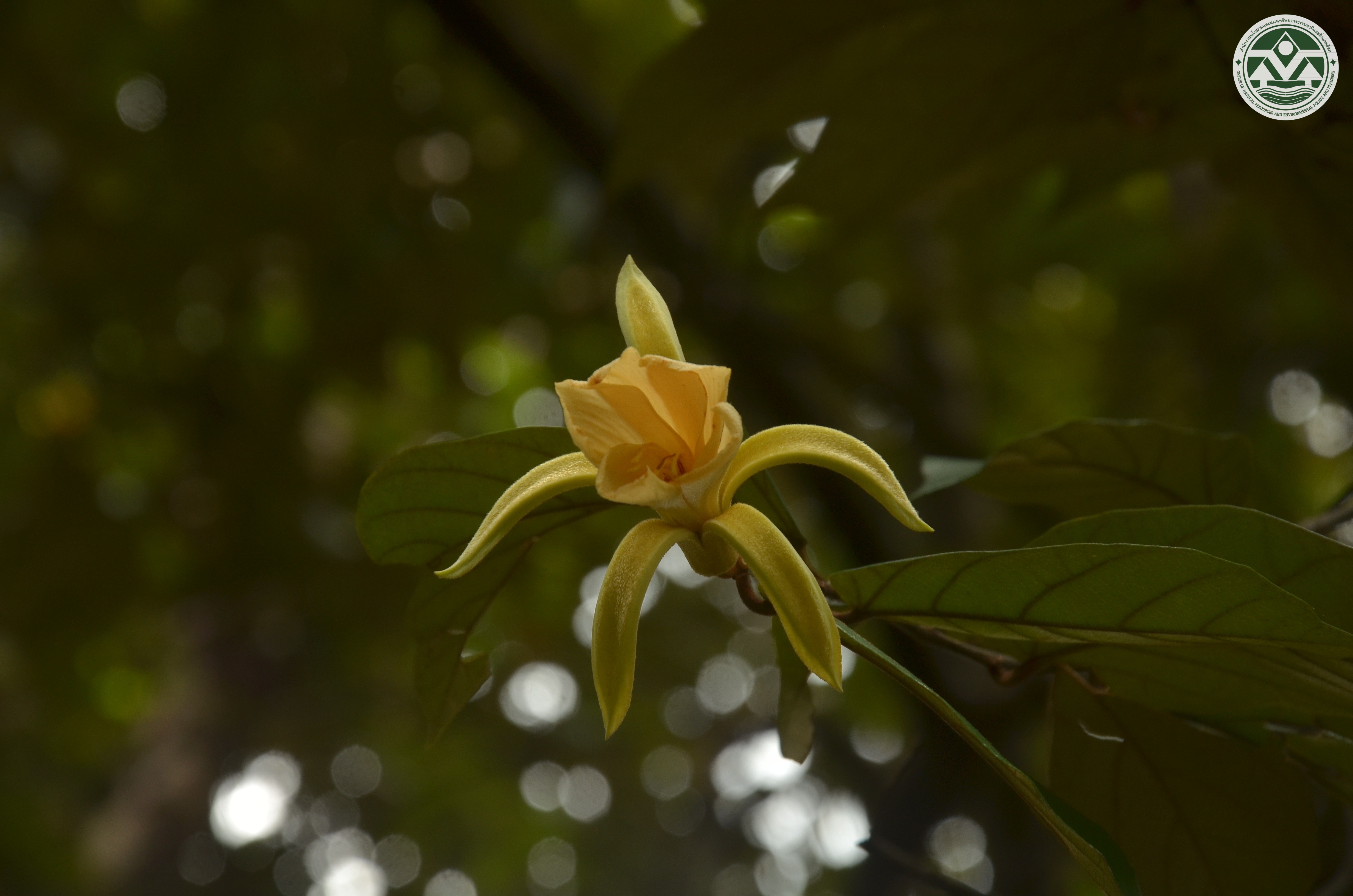 Pterospermum littorale