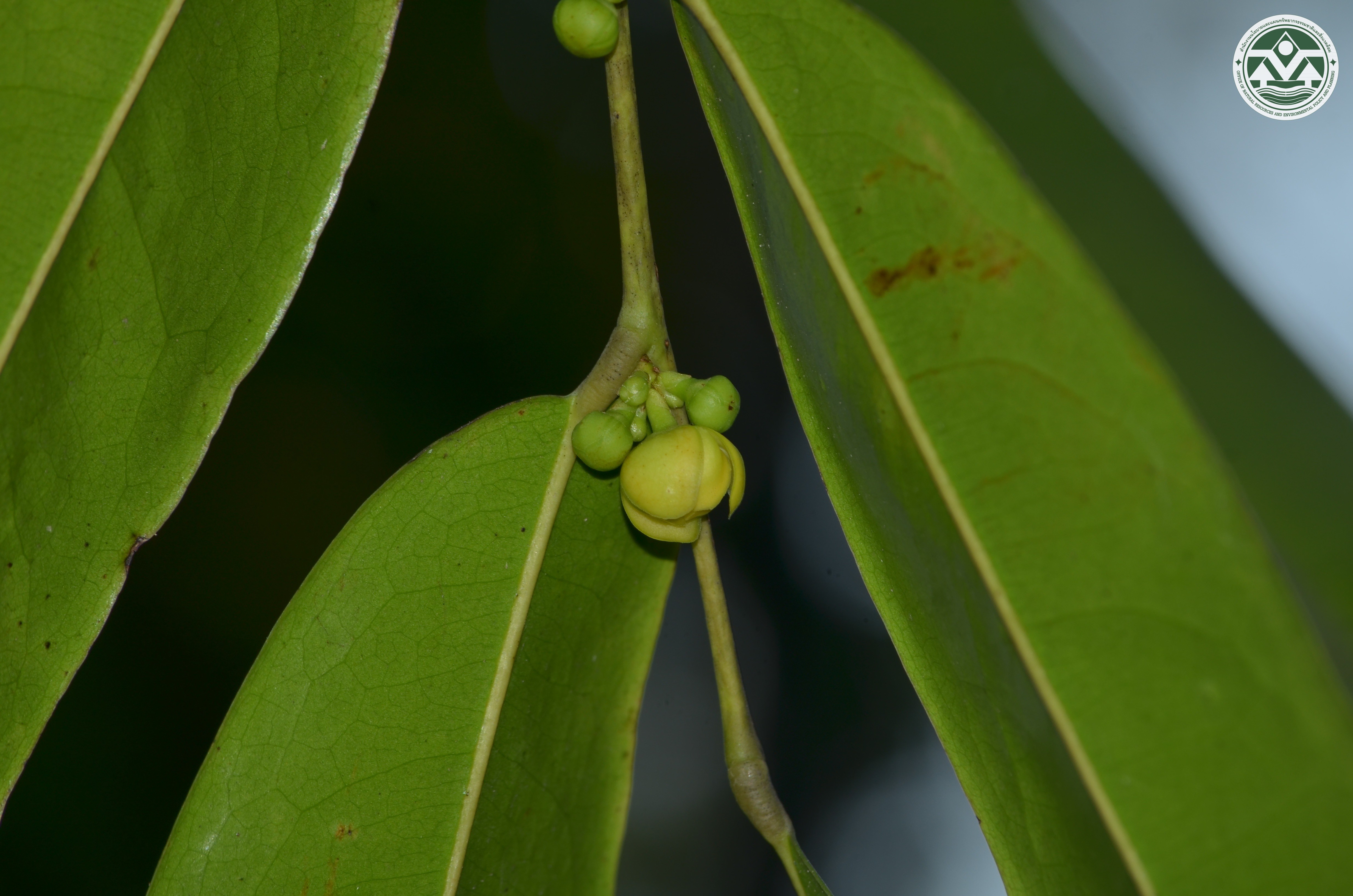Sageraea elliptica