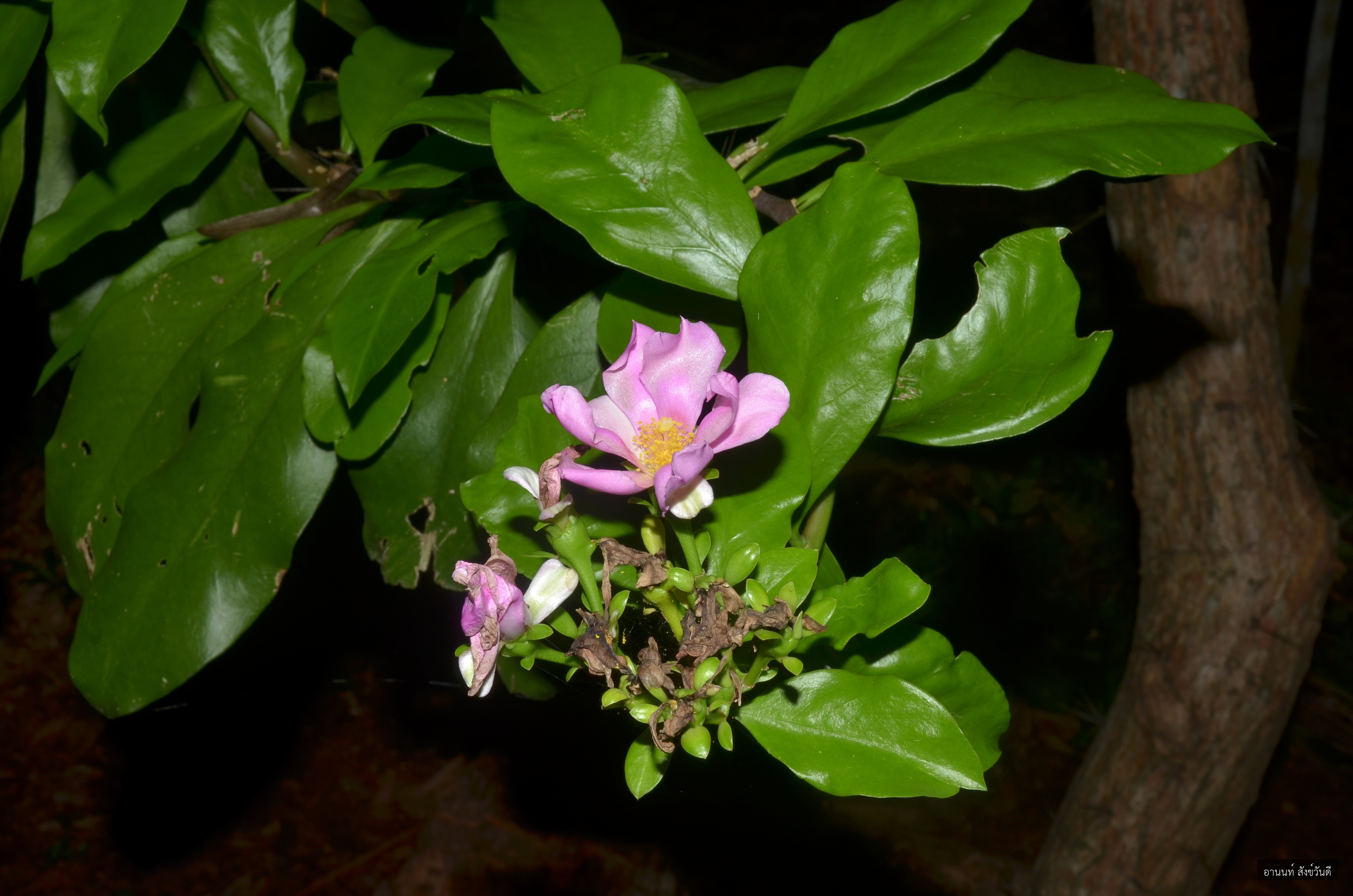 Pereskia grandifolia