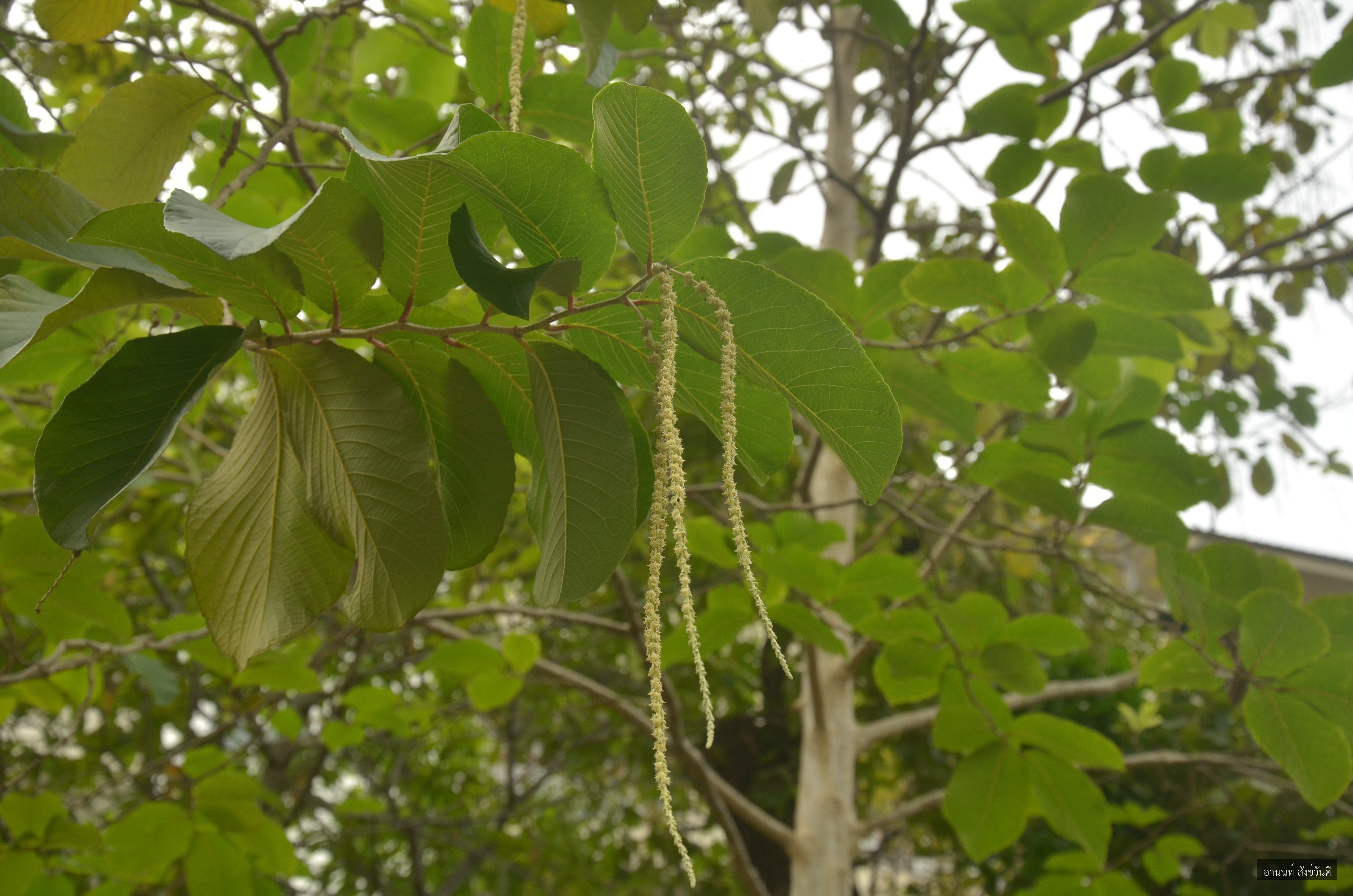 Homalium tomentosum