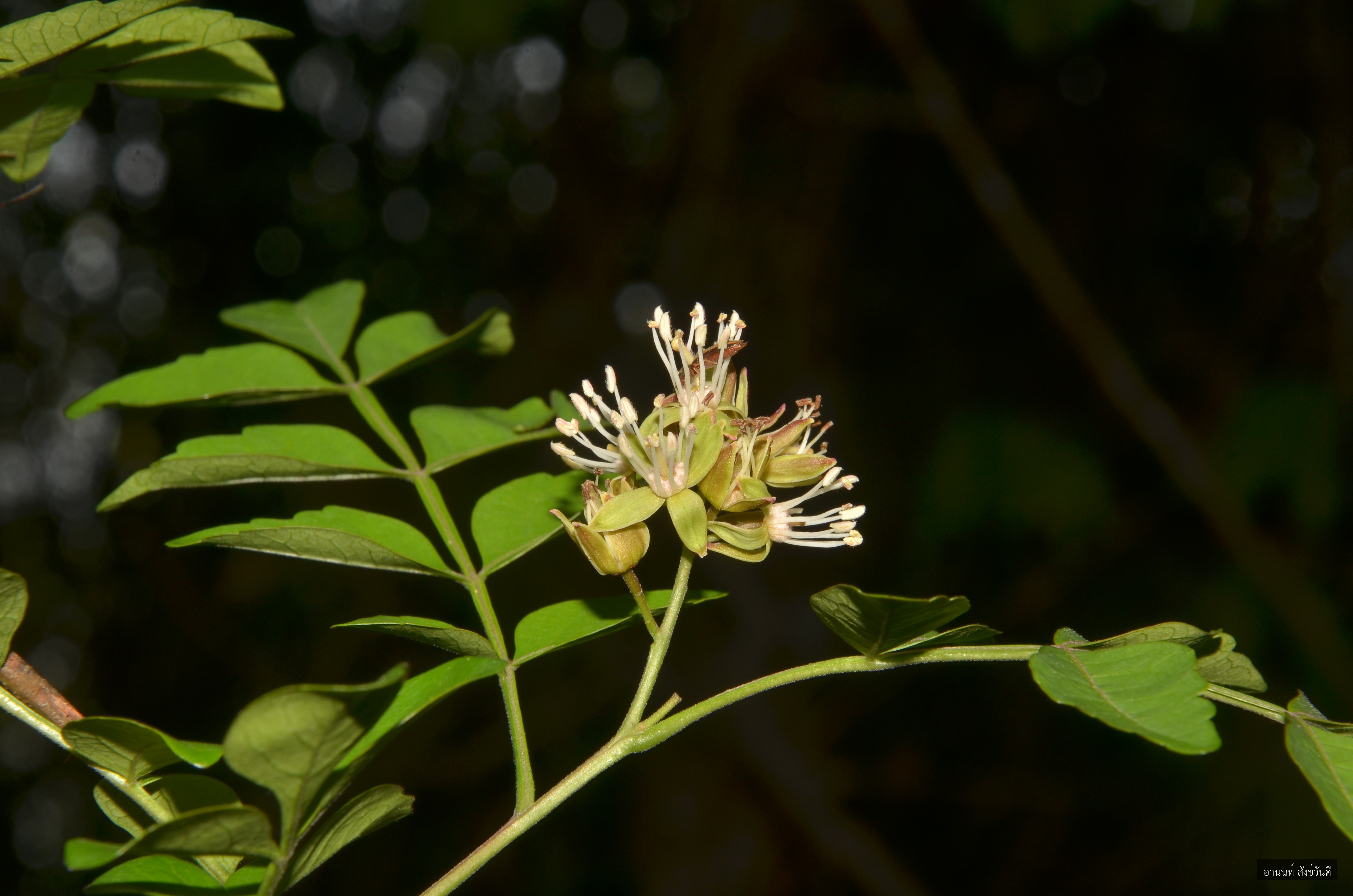Harrisonia perforata