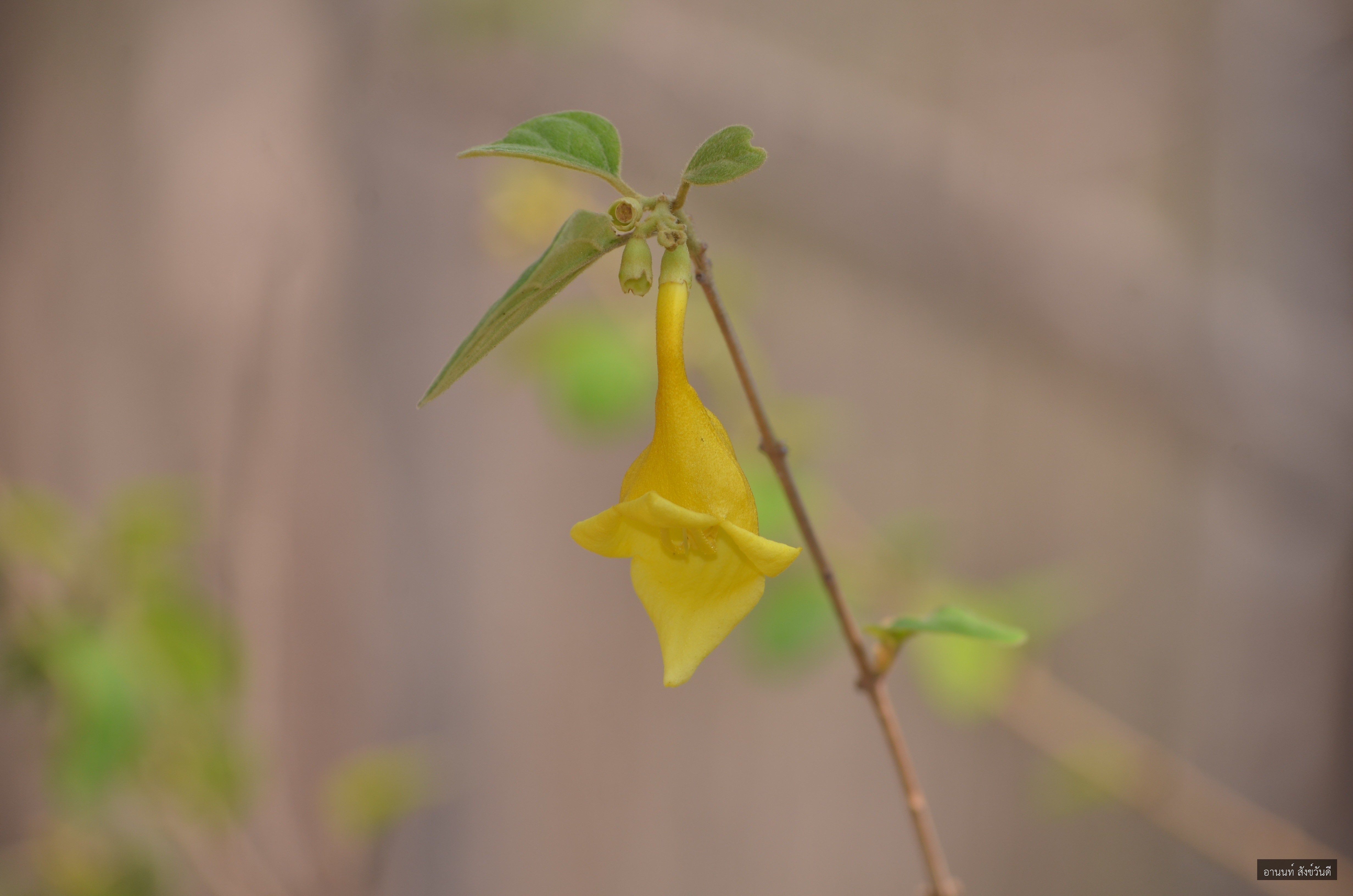 Gmelina asiatica
