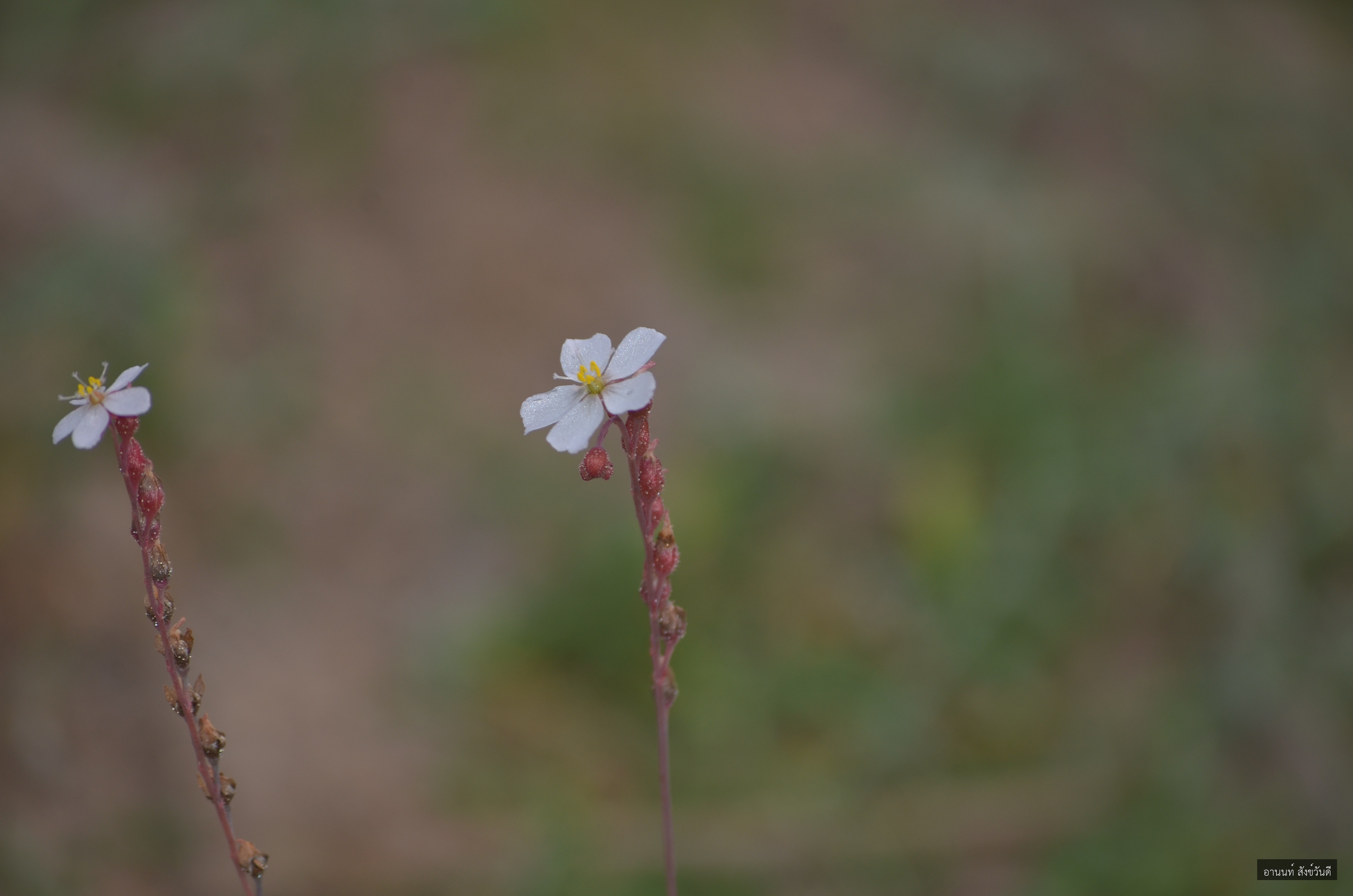 Drosera burmannii