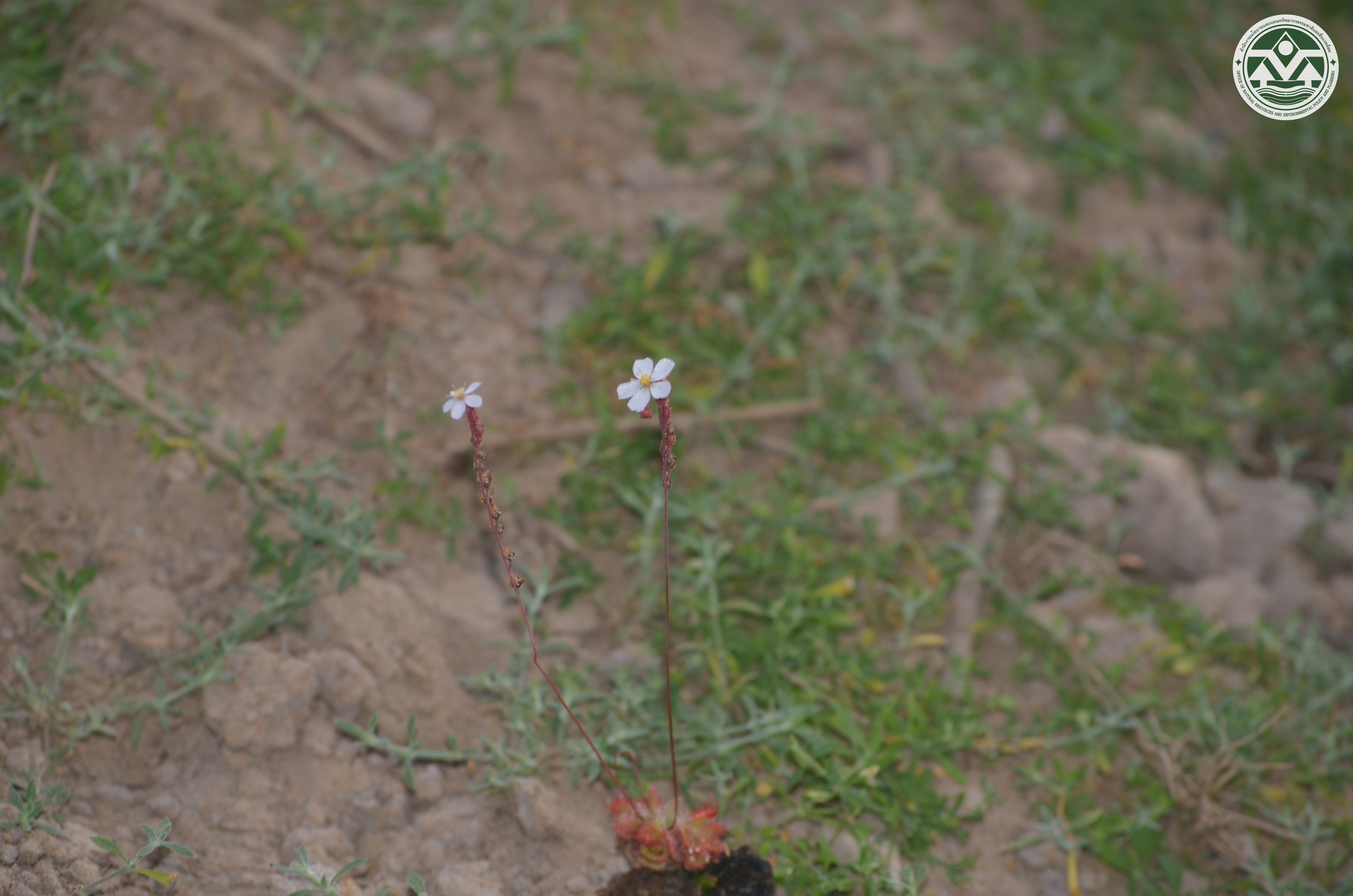 Drosera burmannii