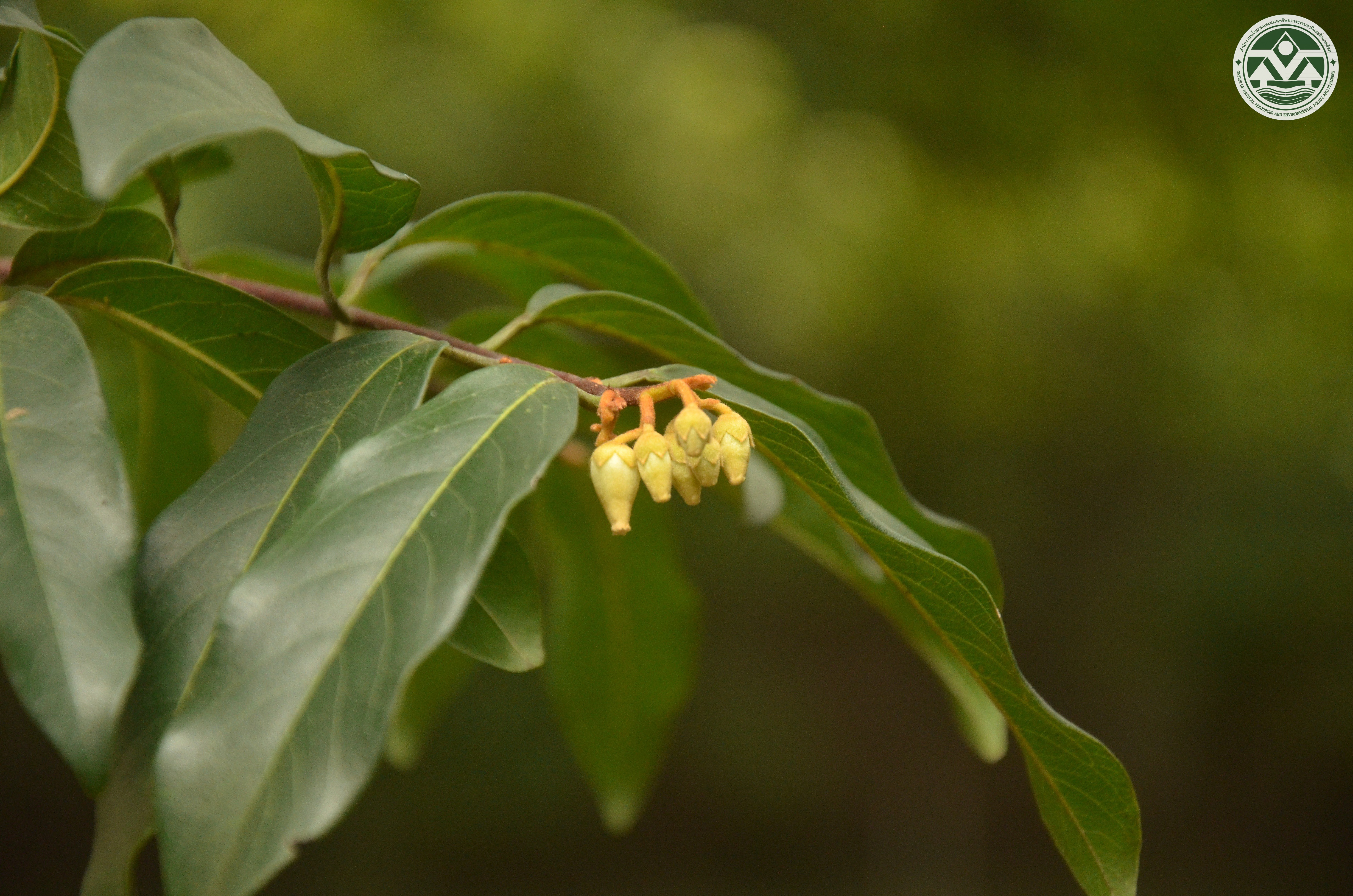 Diospyros decandra