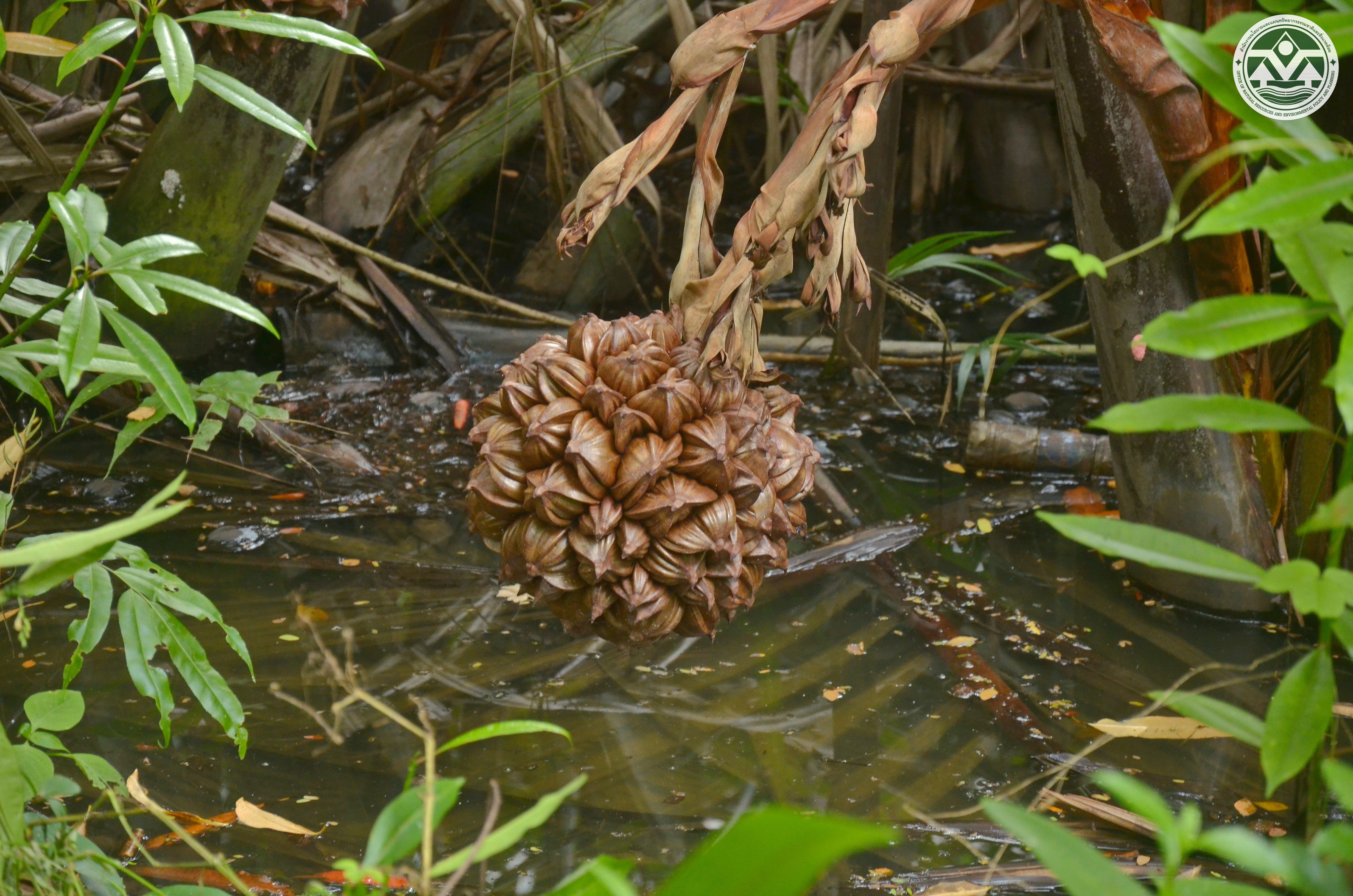 Nypa fruticans