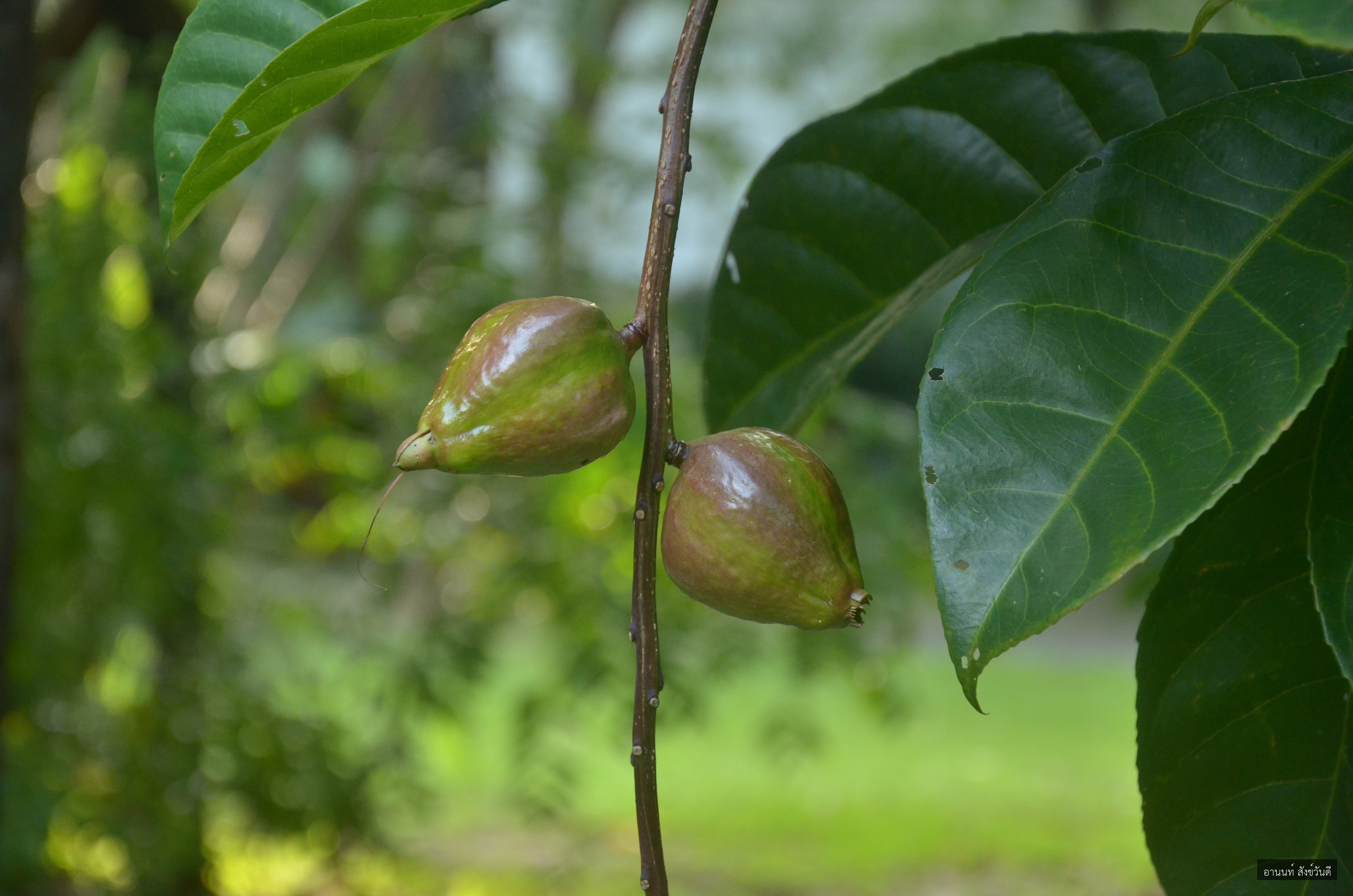 Barringtonia racemosa
