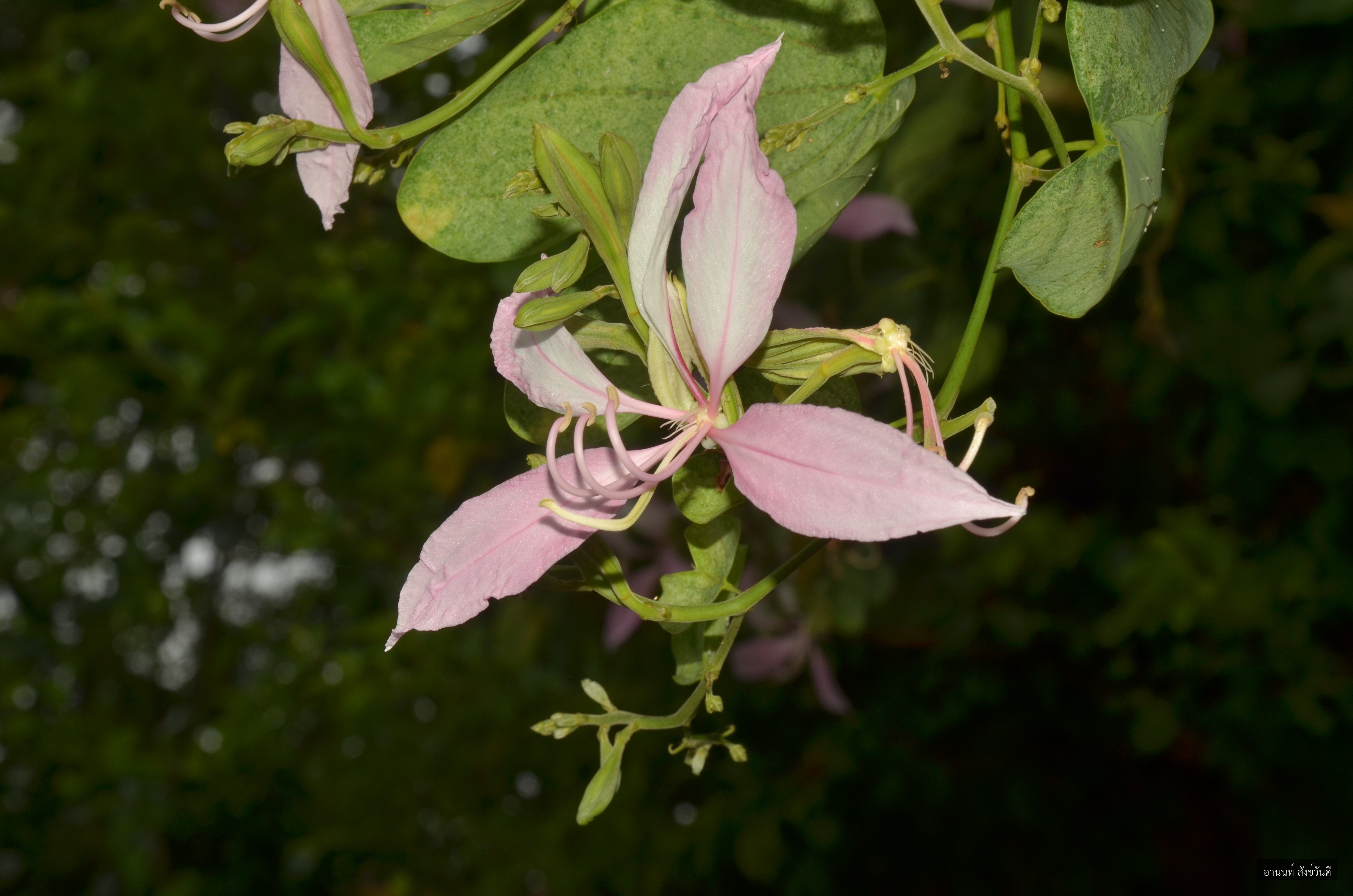 Bauhinia purpurea