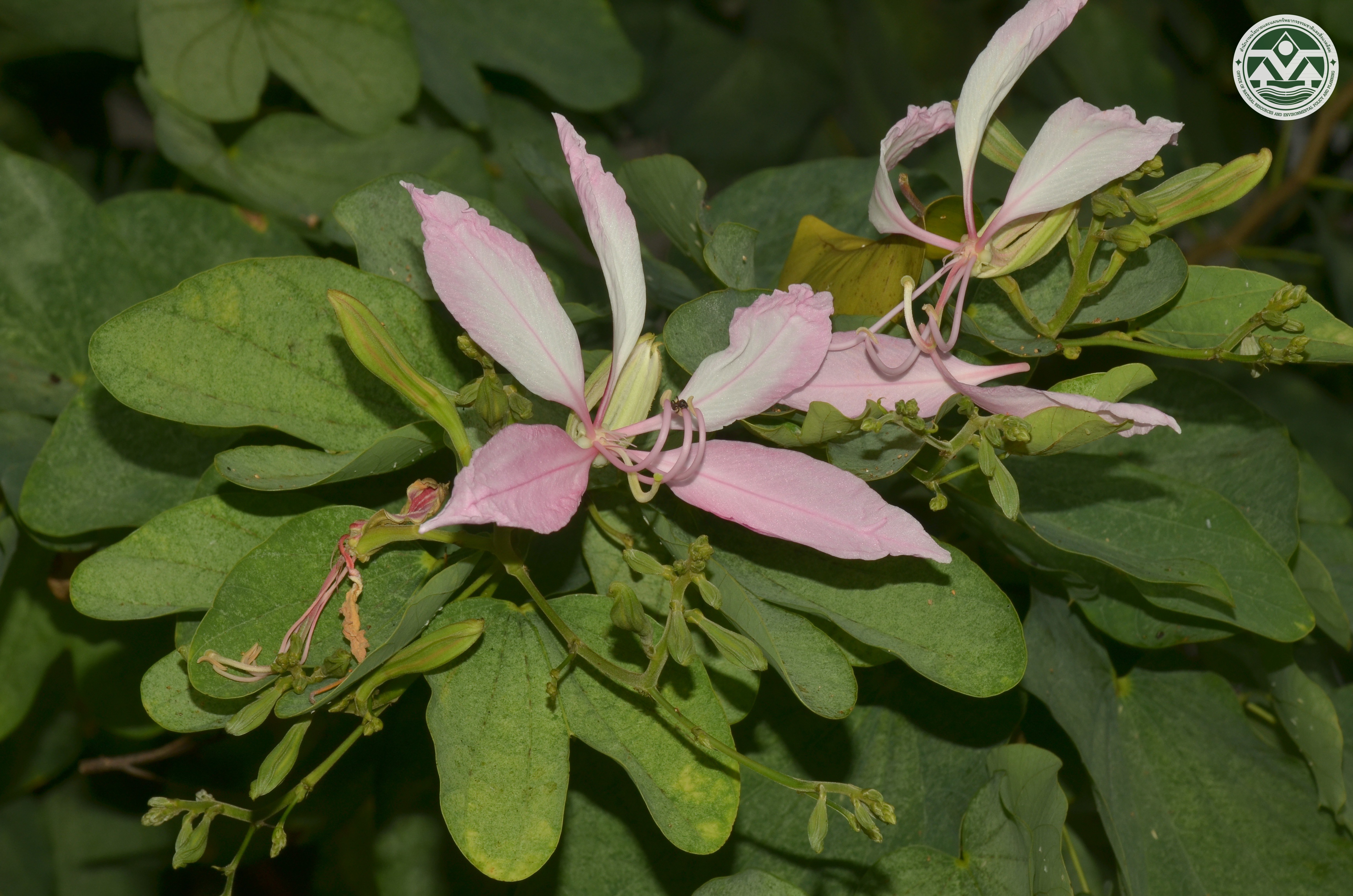 Bauhinia purpurea