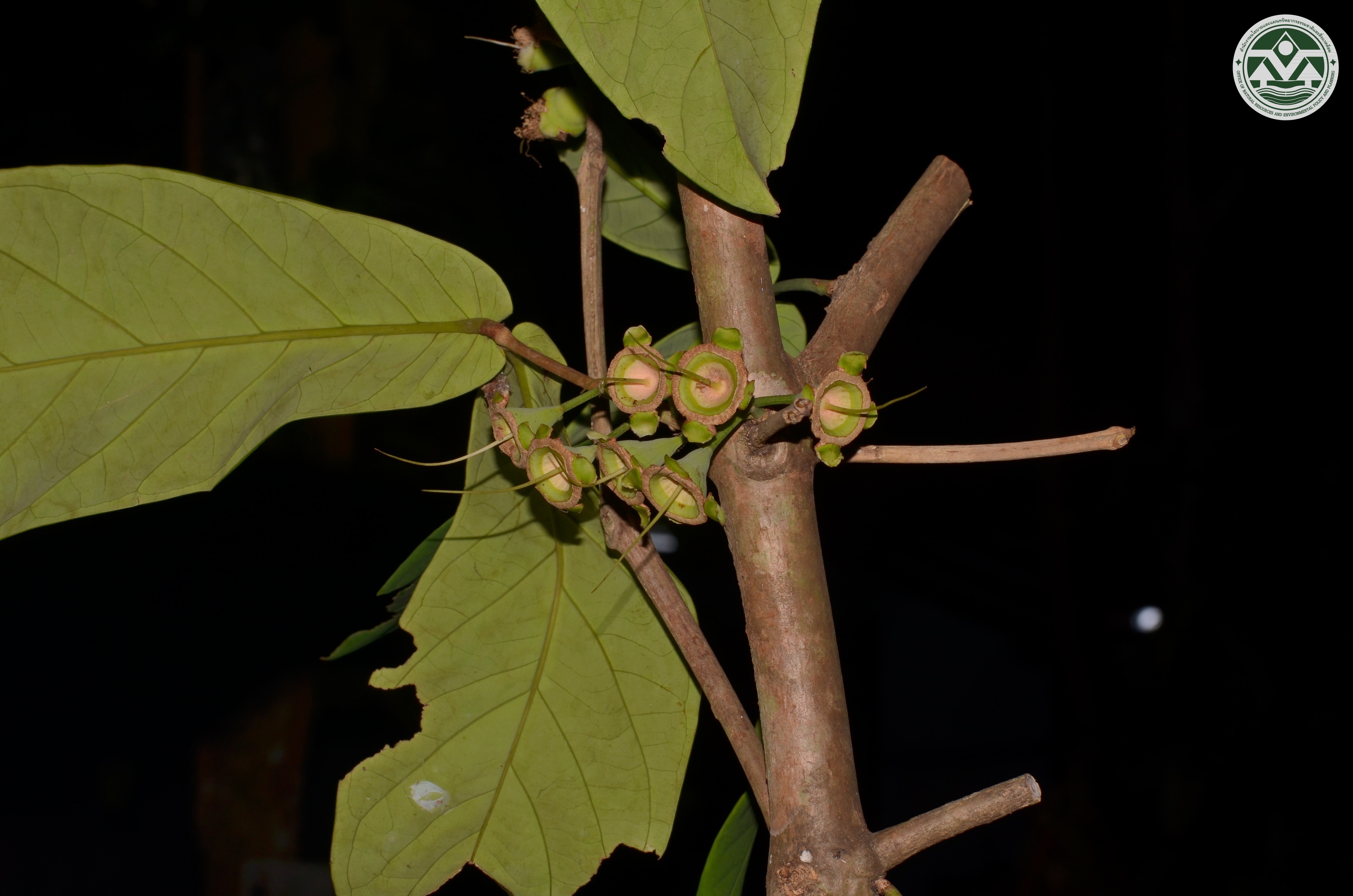Syzygium formosum