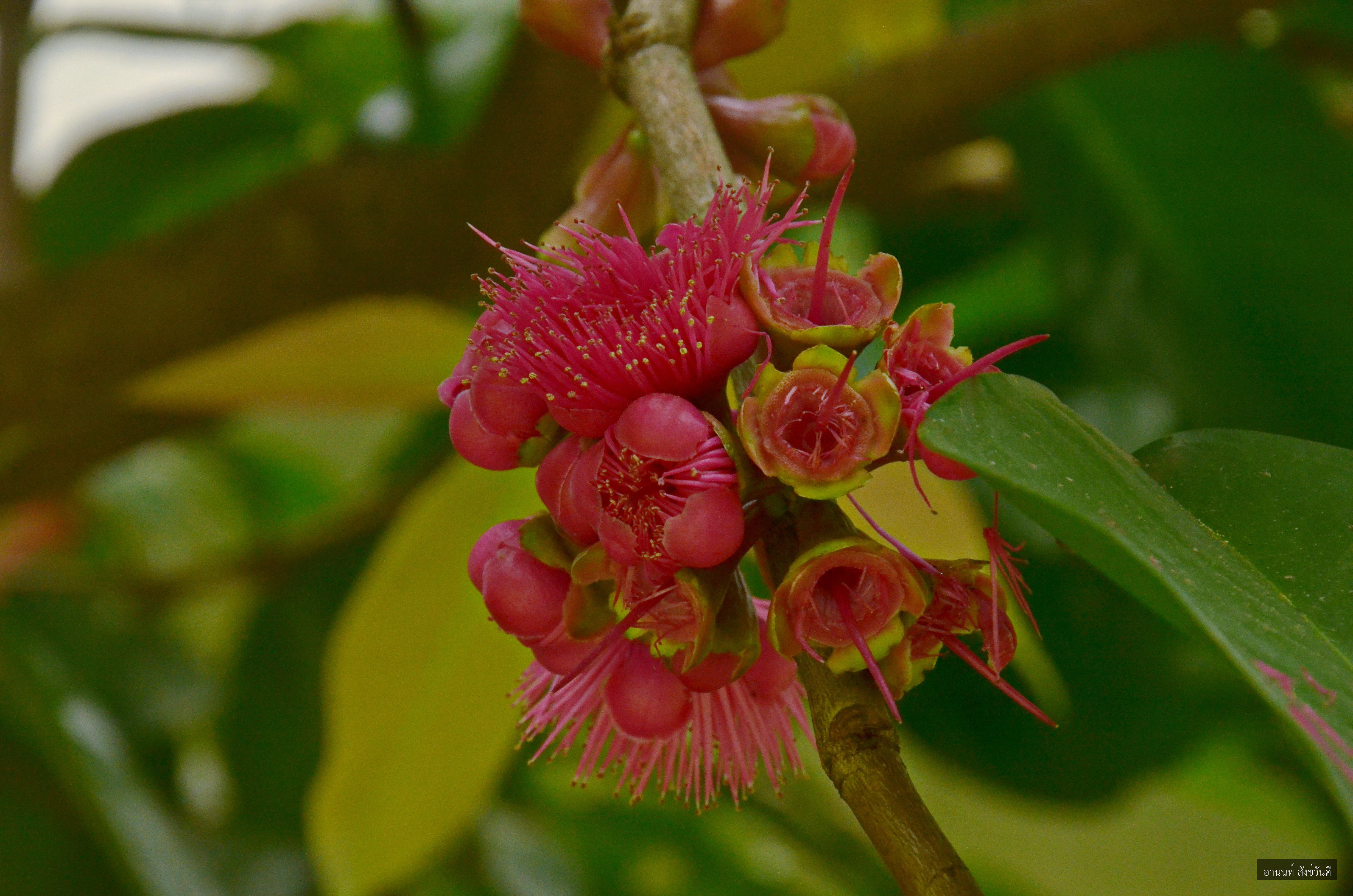 Syzygium malaccense